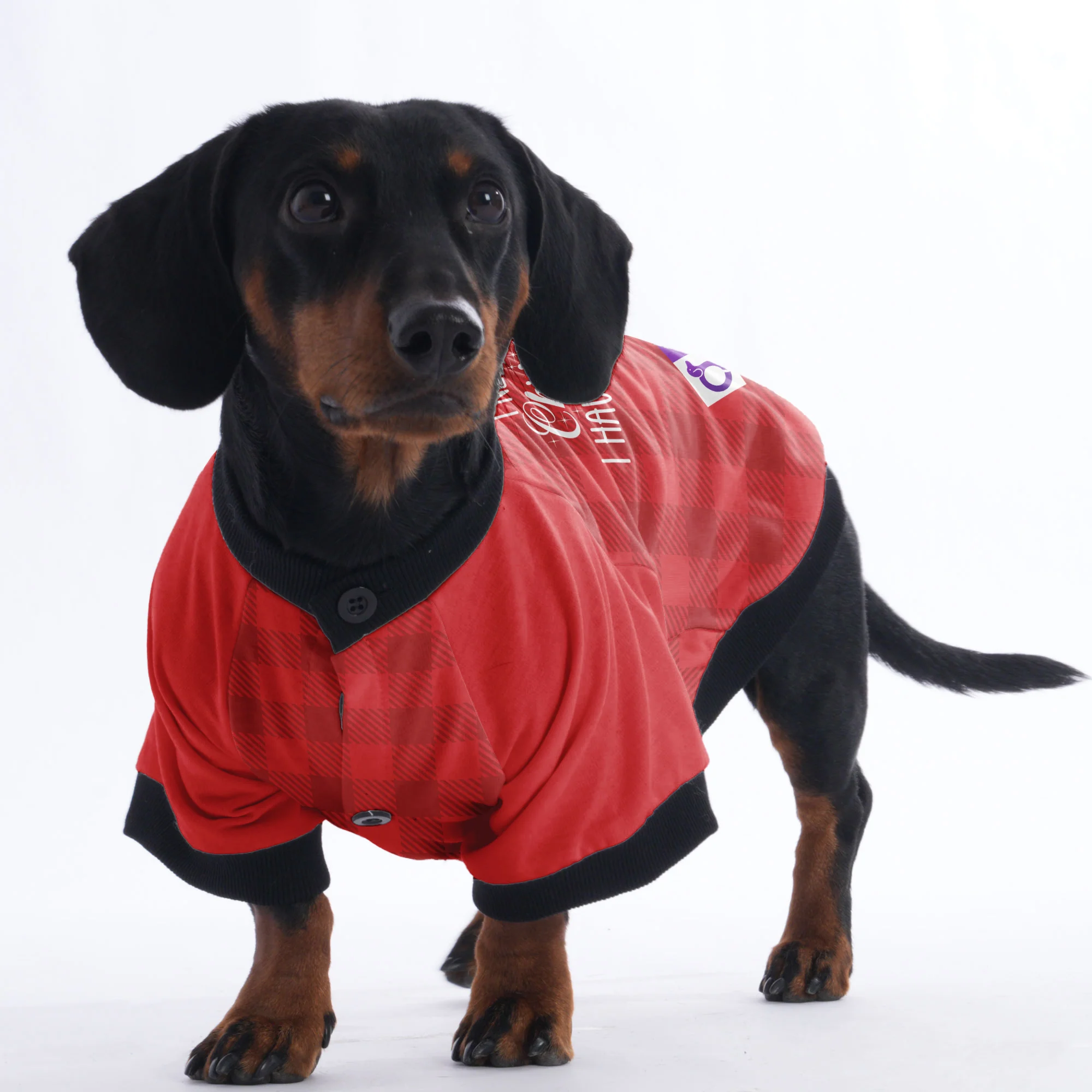 I have everything I need for Christmas. I have my human - Jacket for Dachshunds - Image 5
