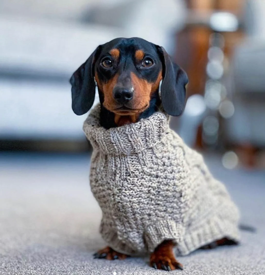 Dachshund Knitwear Winter Sweater - Image 6