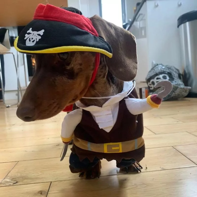 Dachshund Pirate Halloween Costume - Image 3