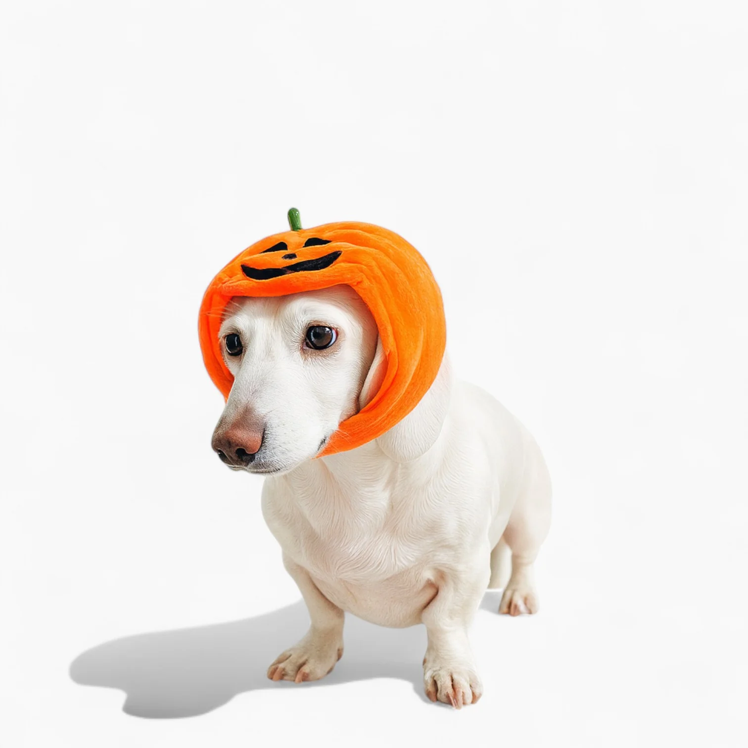 JackaPup Dachshund Pumpkin Hat – Halloween Dog Costume - Image 3