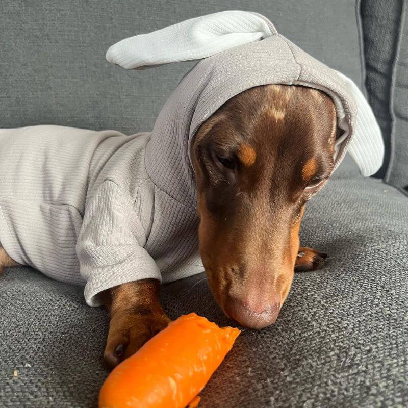 Cute Dachshund Rabbit Hoodie Bunny Ears Doxie Costume - Image 3