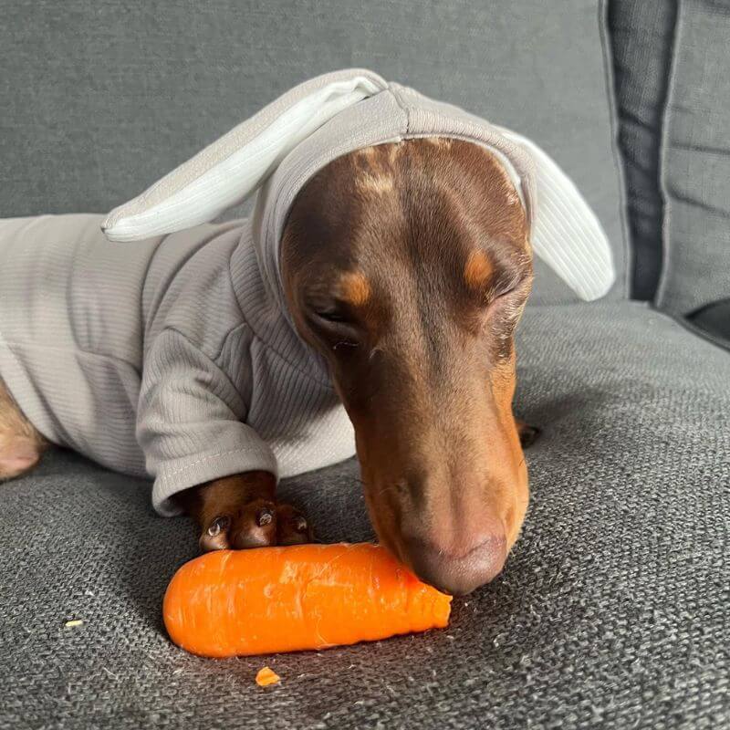 Cute Dachshund Rabbit Hoodie Bunny Ears Doxie Costume - Image 4