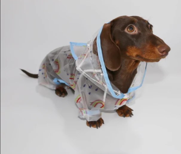Dachshund Raincoat with Hat – Four-Legged Transparent Rain Jacket - Image 3