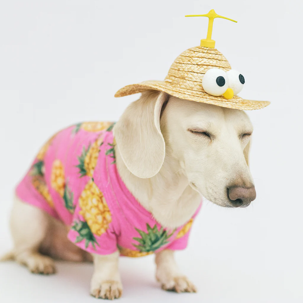 TwirlCap Dachshund Straw Hat – Funny Propeller Summer Dog Hat - Image 5