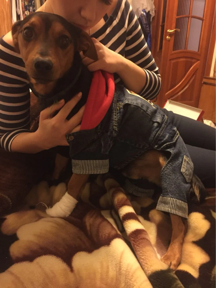Dachshund Winter Jeans Coat - Image 4