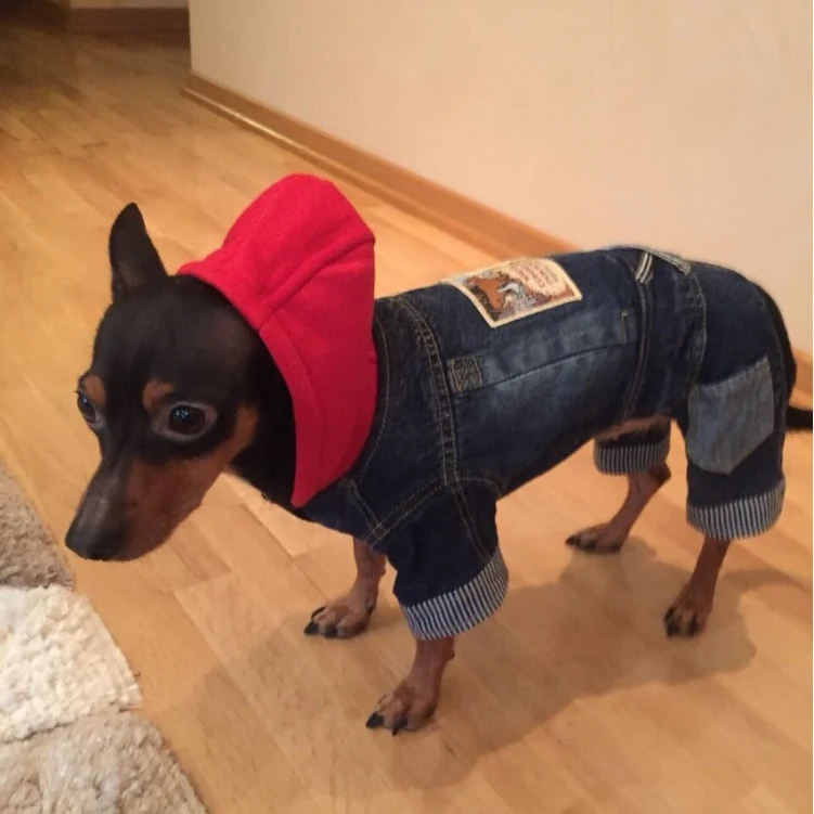 Dachshund Winter Jeans Coat - Image 5