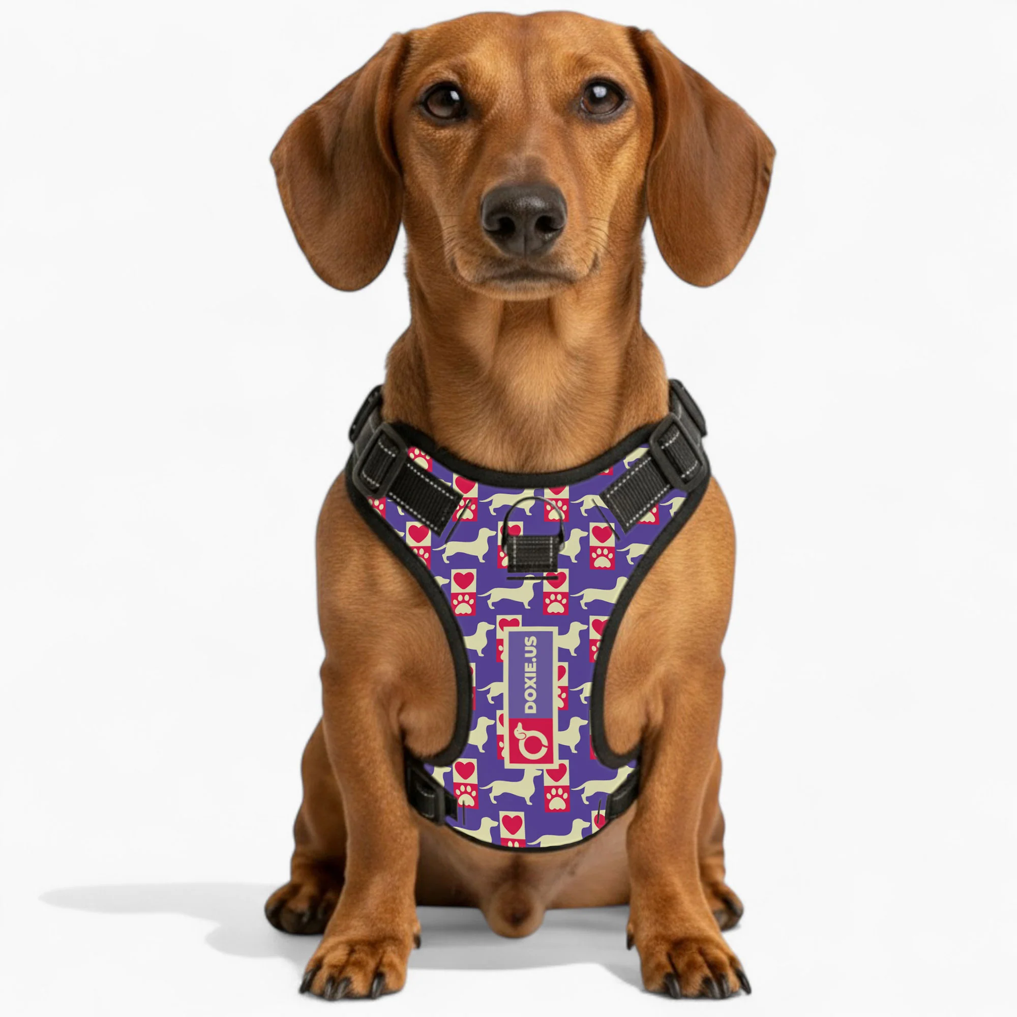 Bella -  No-Pull Dachshund Dog Harness - Image 3