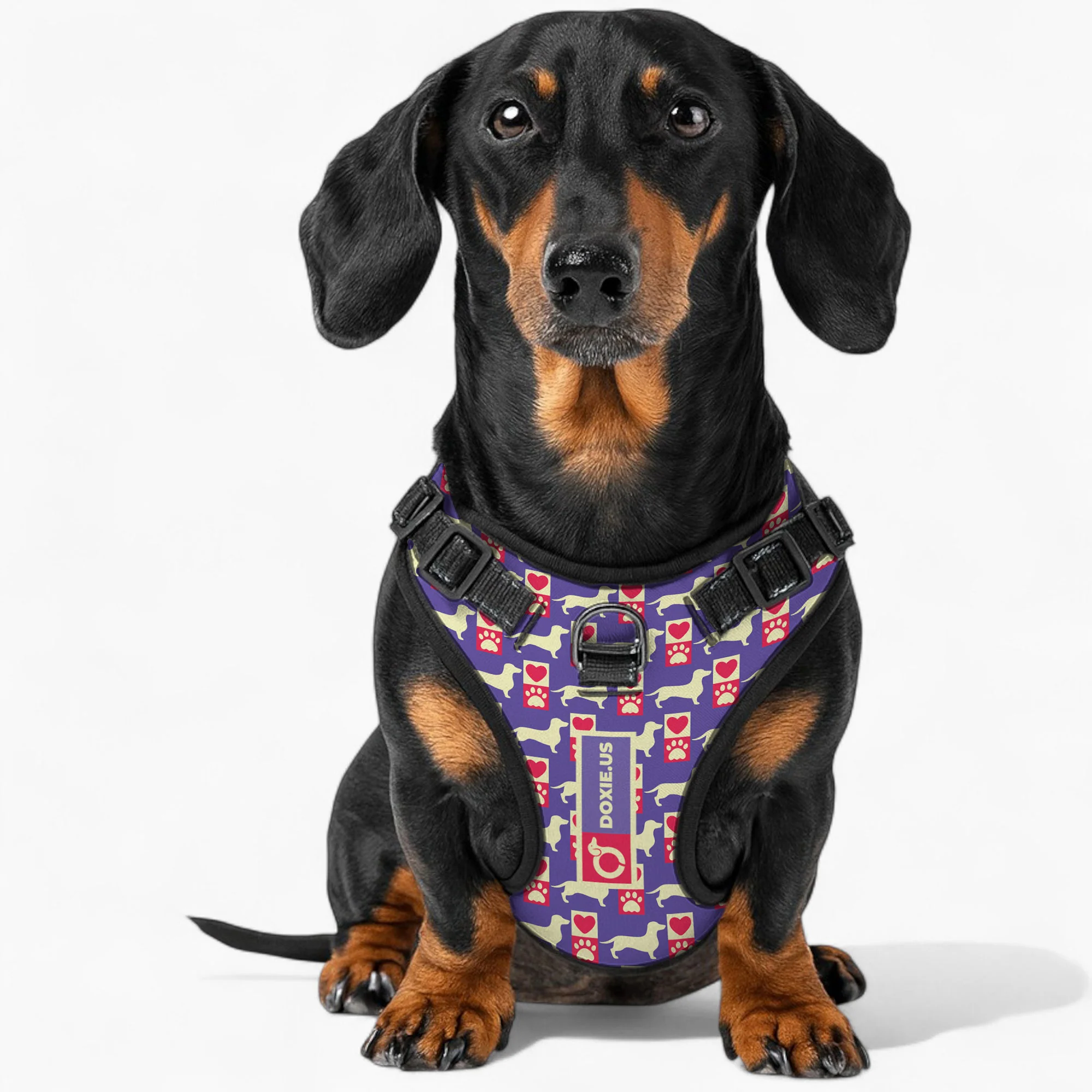 Bella -  No-Pull Dachshund Dog Harness - Image 4
