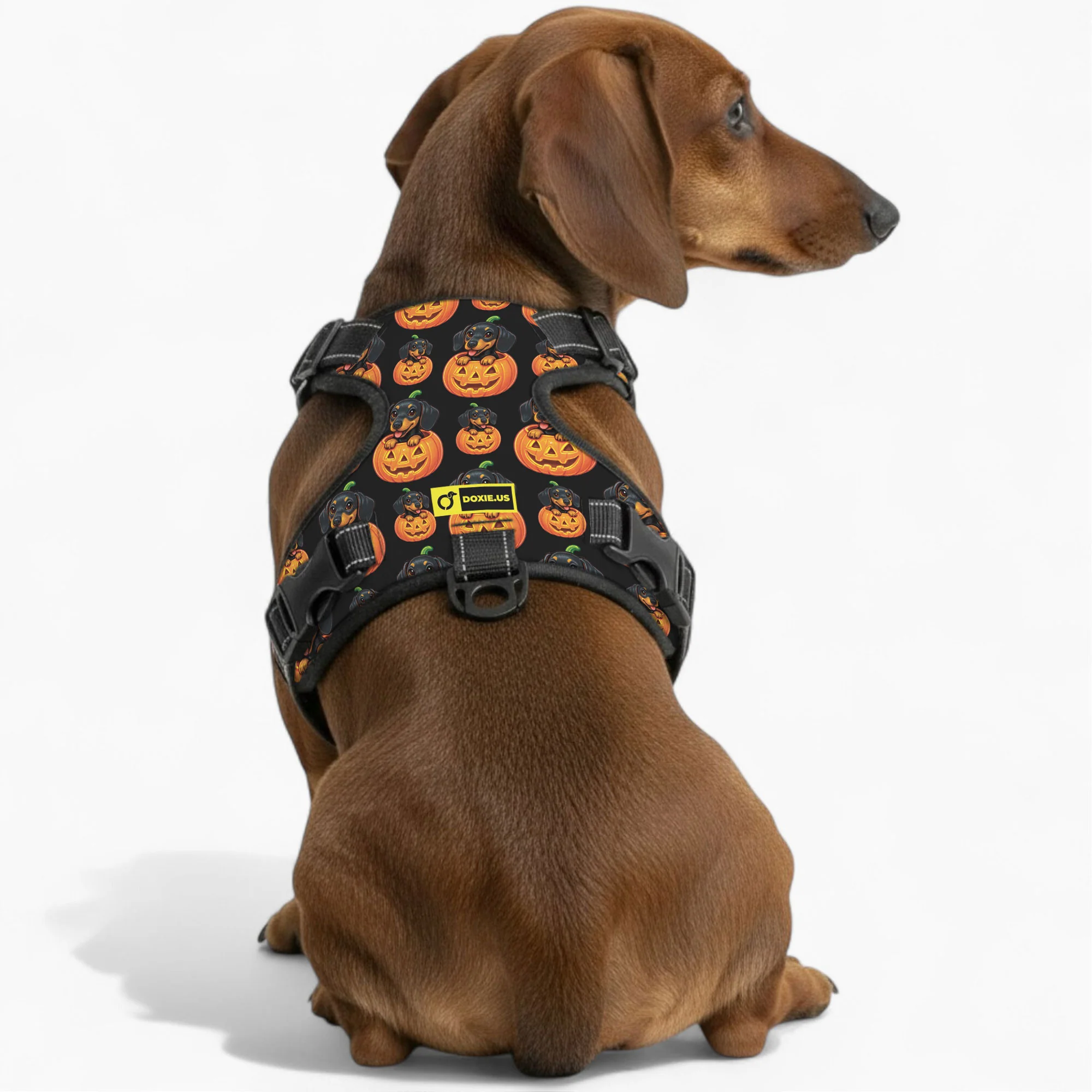 Sadie -  No-Pull Dachshund Dog Harness - Image 4