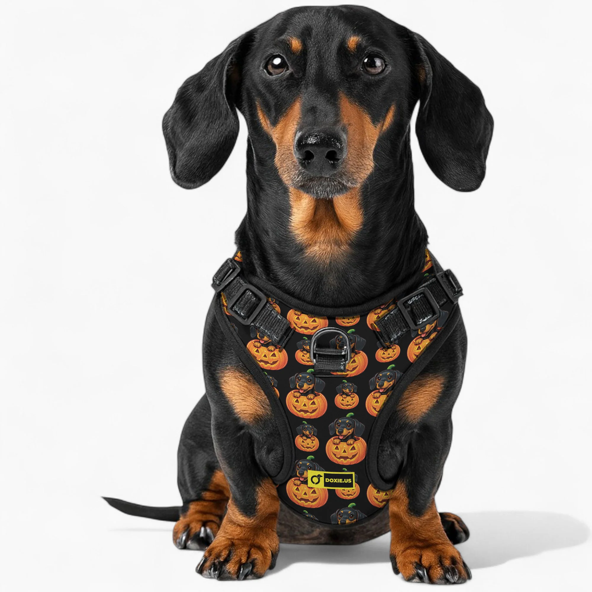 Sadie -  No-Pull Dachshund Dog Harness - Image 5