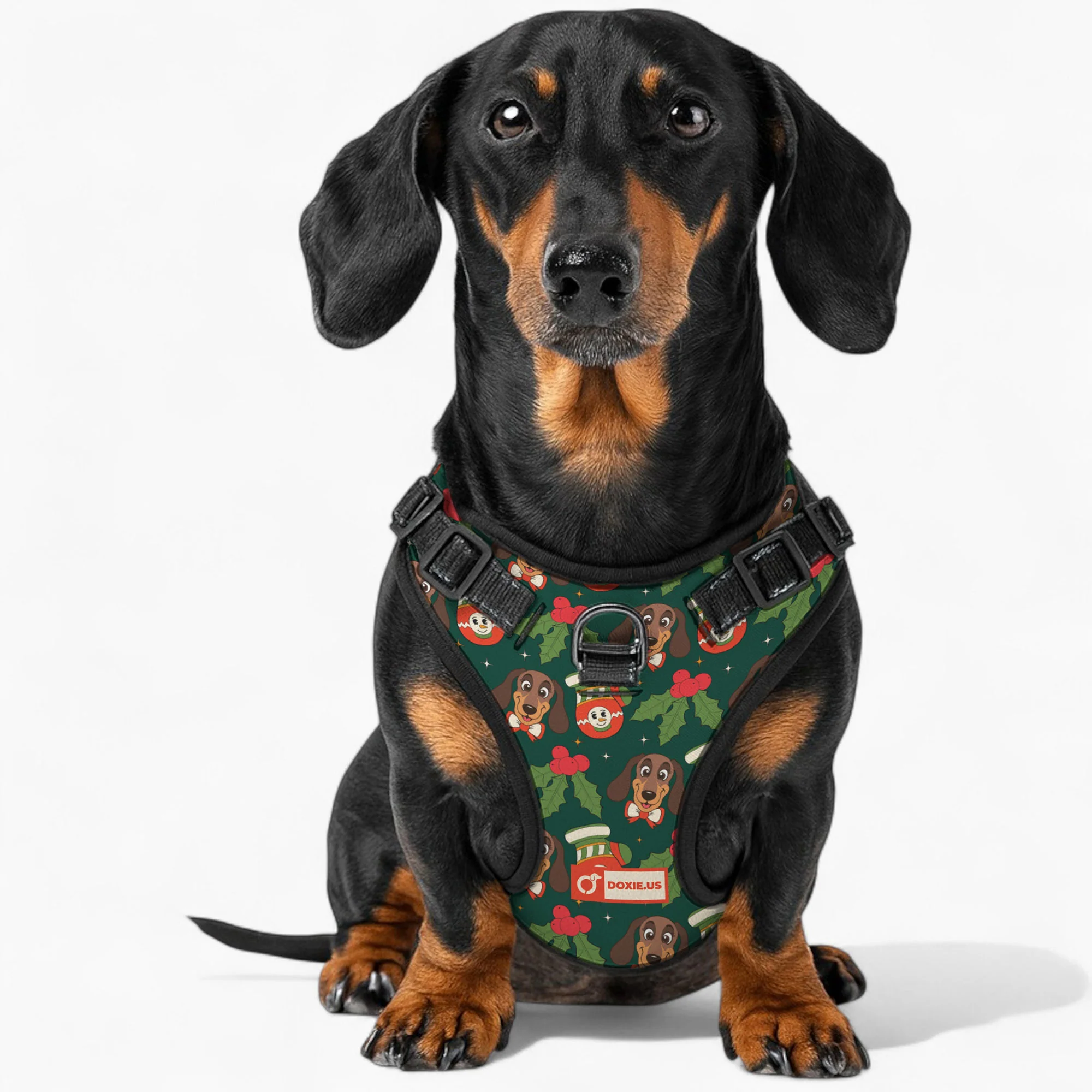 Bailey -  No-Pull Dachshund Dog Harness - Image 3