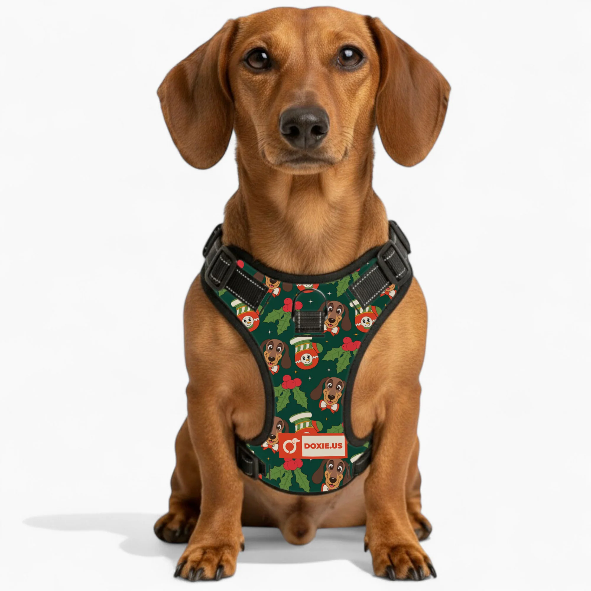 Bailey -  No-Pull Dachshund Dog Harness - Image 5
