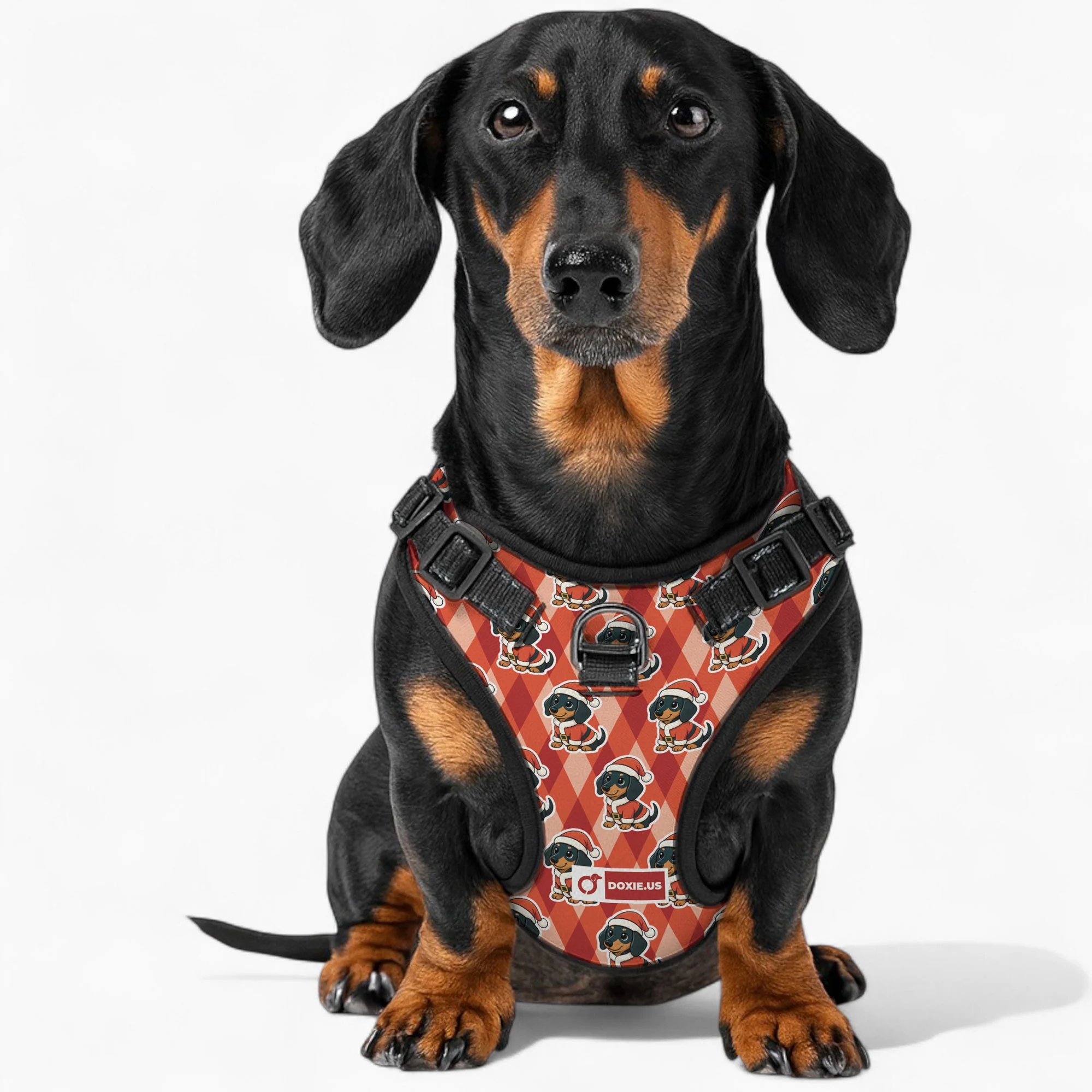 Jack -  No-Pull Dachshund Dog Harness - Image 4