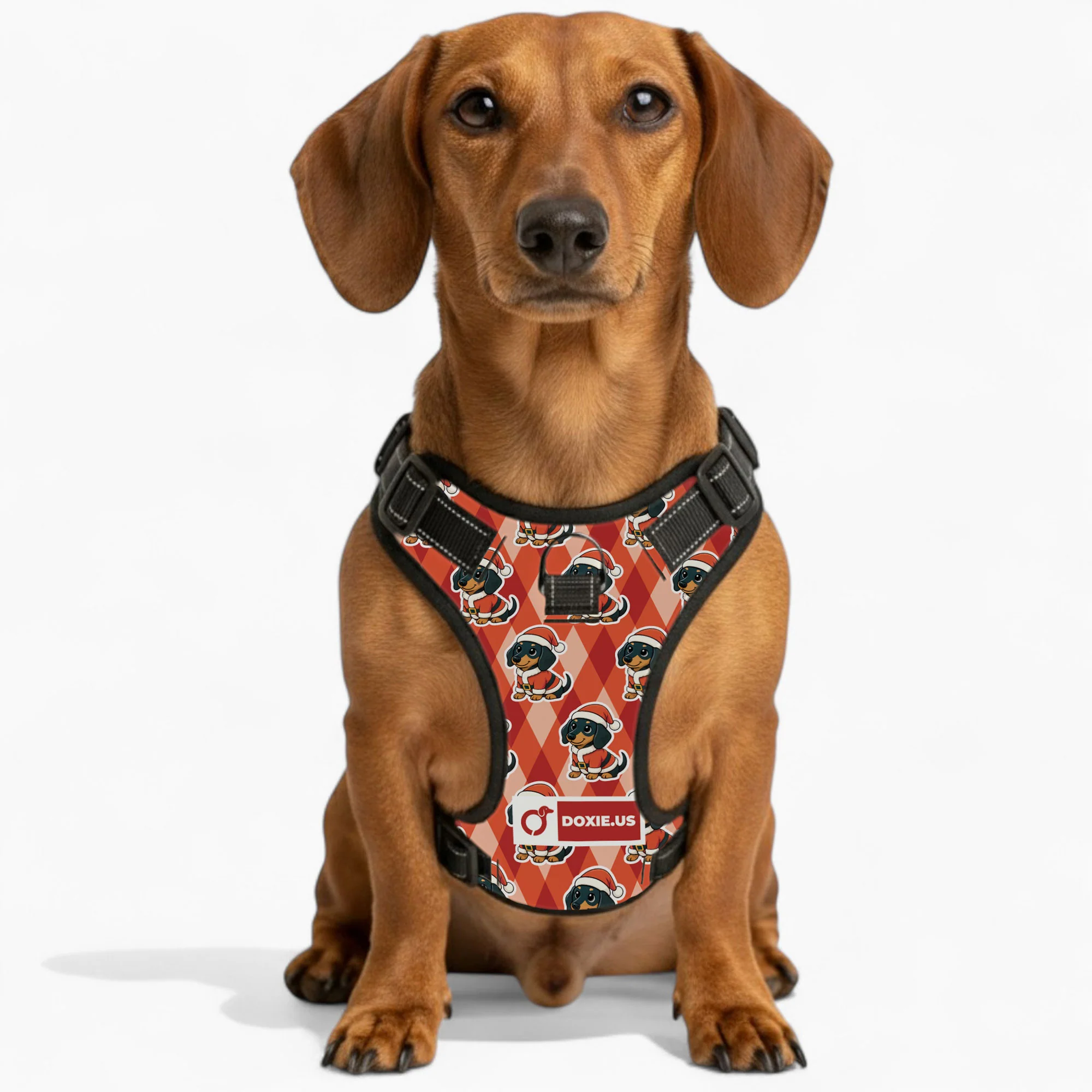 Jack -  No-Pull Dachshund Dog Harness - Image 5