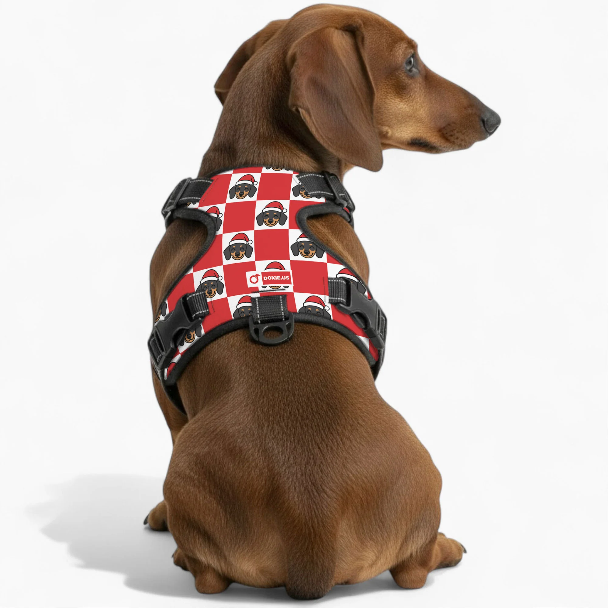 Nugget -  No-Pull Dachshund Dog Harness - Image 3