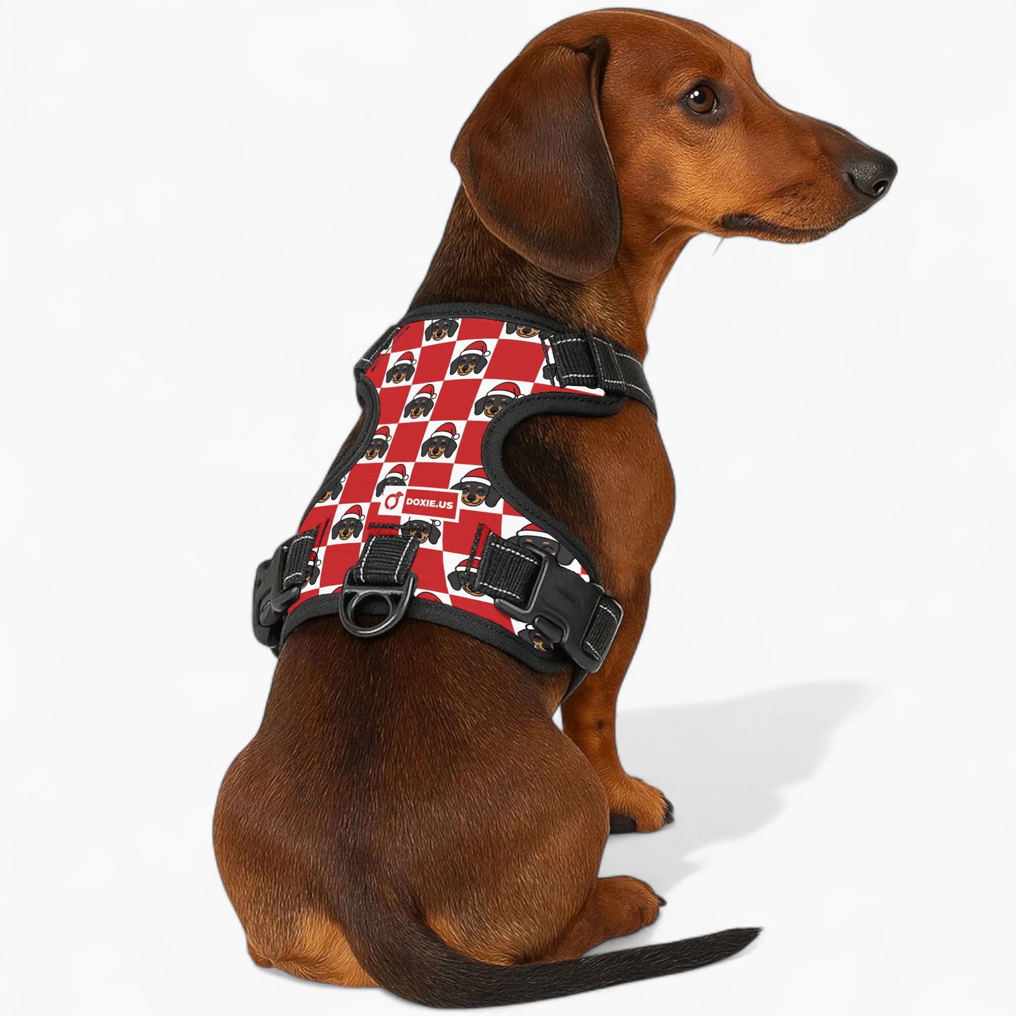 Nugget -  No-Pull Dachshund Dog Harness - Image 4