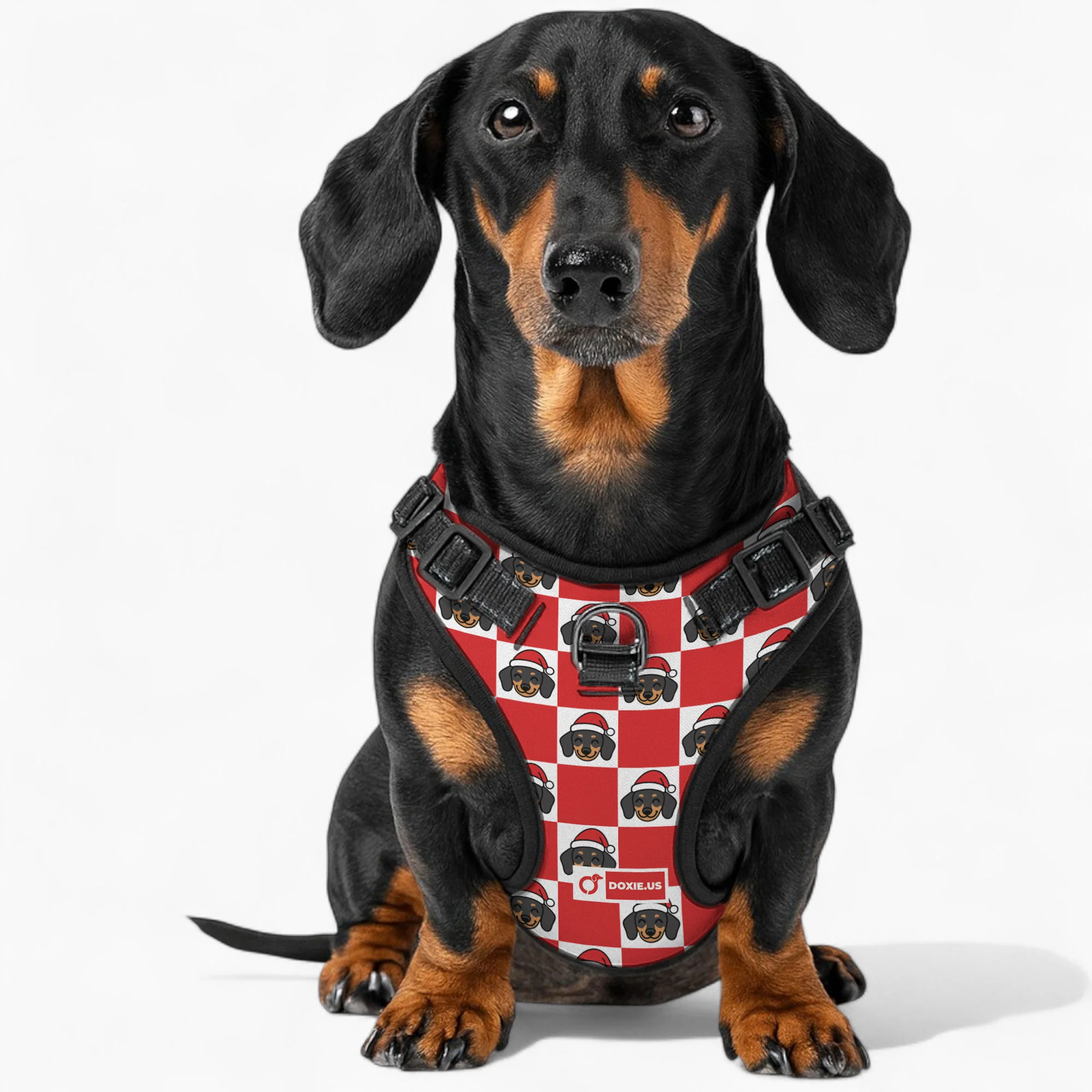 Nugget -  No-Pull Dachshund Dog Harness - Image 5