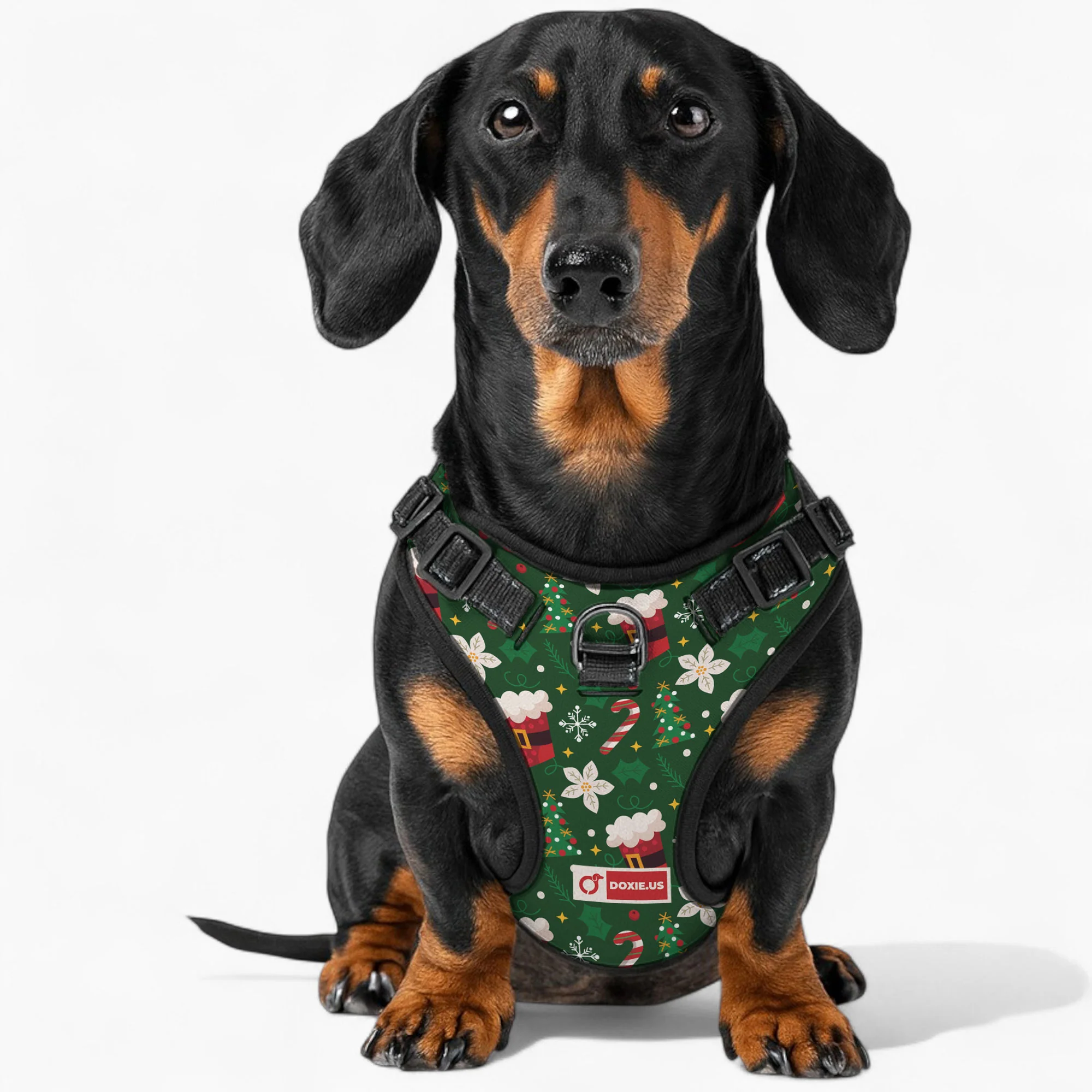 Birdie -  No-Pull Dachshund Dog Harness - Image 3
