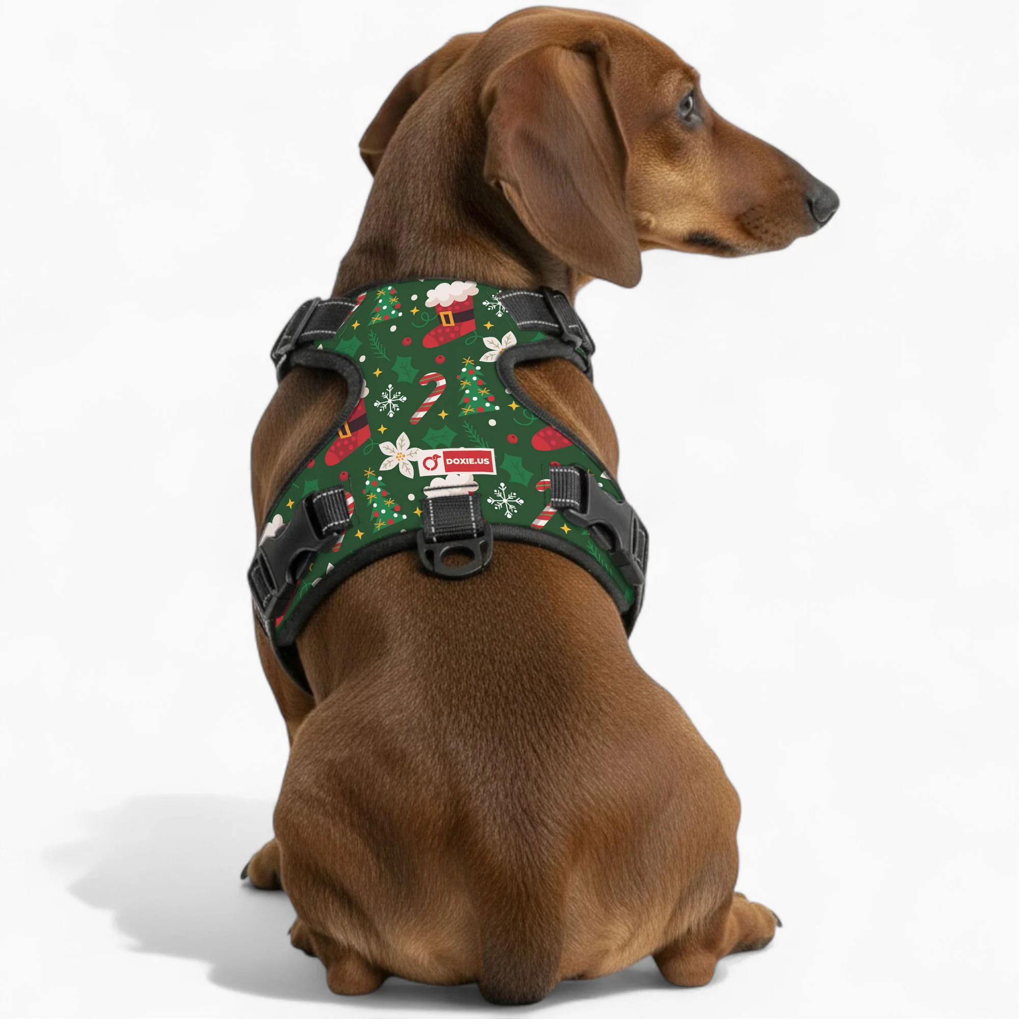 Birdie -  No-Pull Dachshund Dog Harness - Image 4