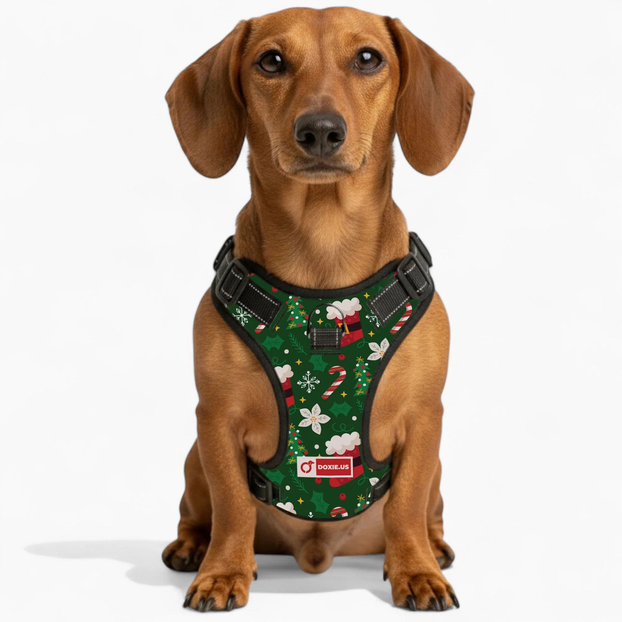 Birdie -  No-Pull Dachshund Dog Harness - Image 5