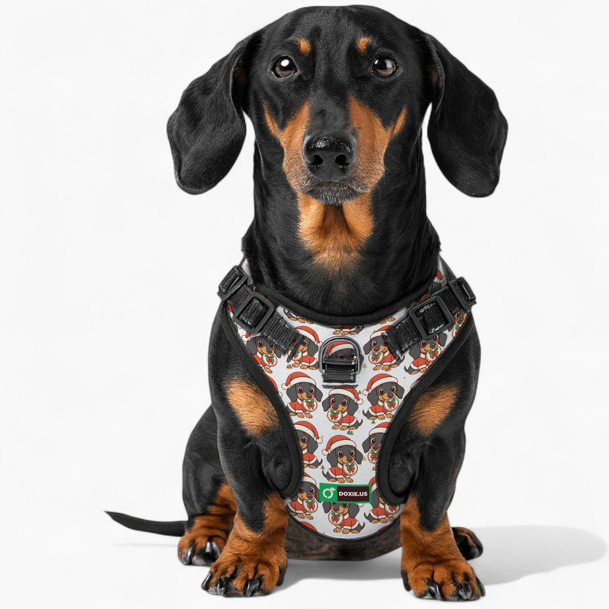 Kevin -  No-Pull Dachshund Dog Harness - Image 3