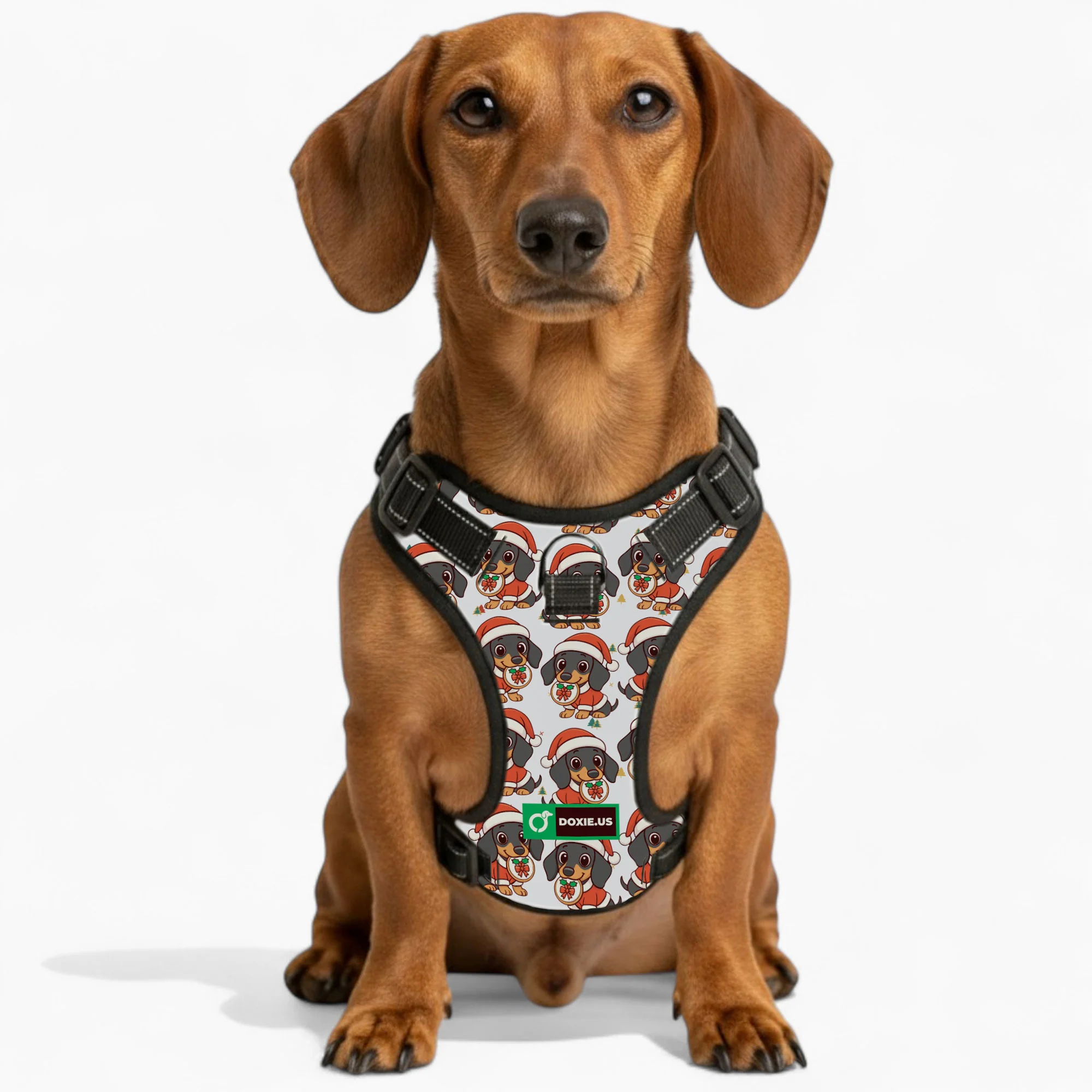 Kevin -  No-Pull Dachshund Dog Harness - Image 4
