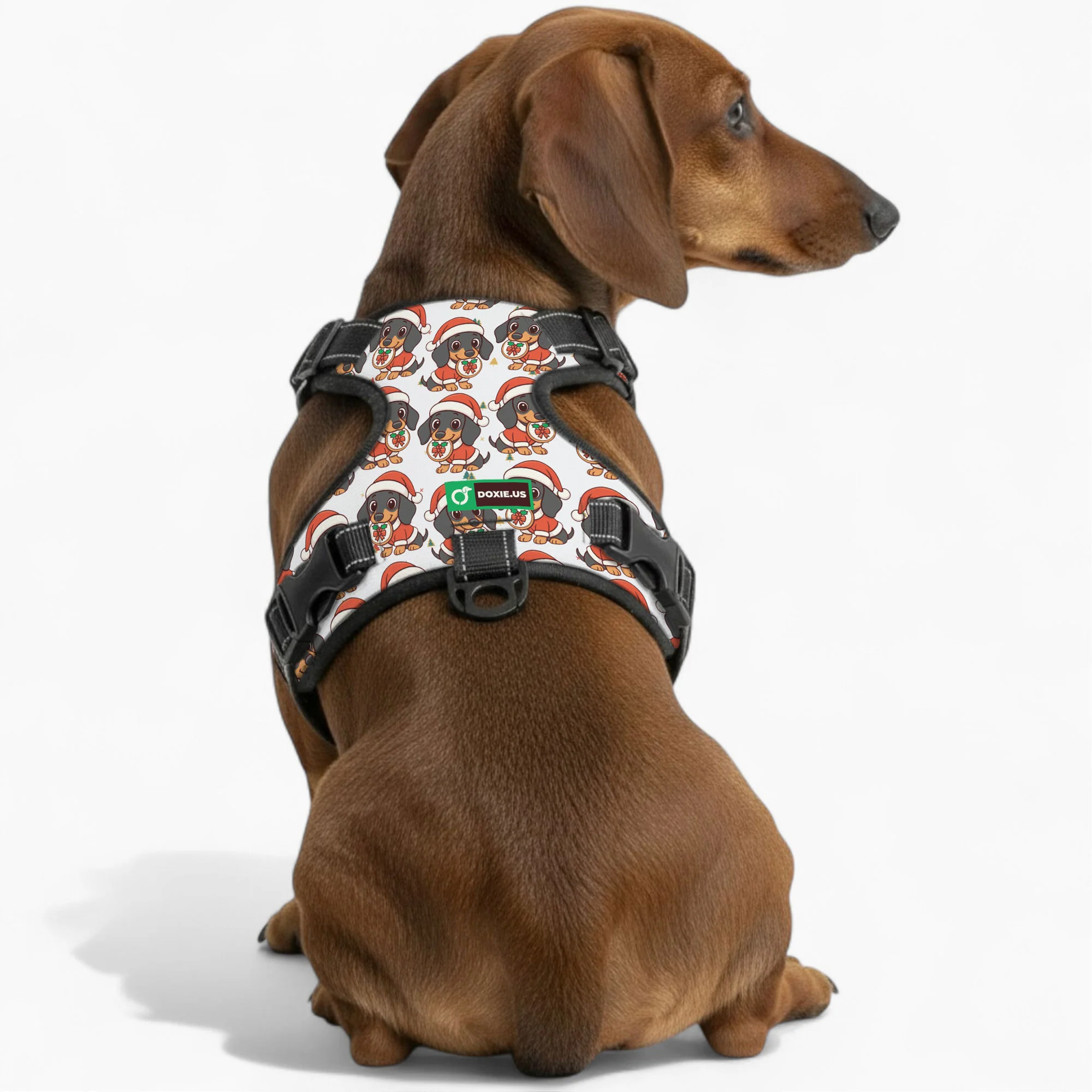 Kevin -  No-Pull Dachshund Dog Harness - Image 5