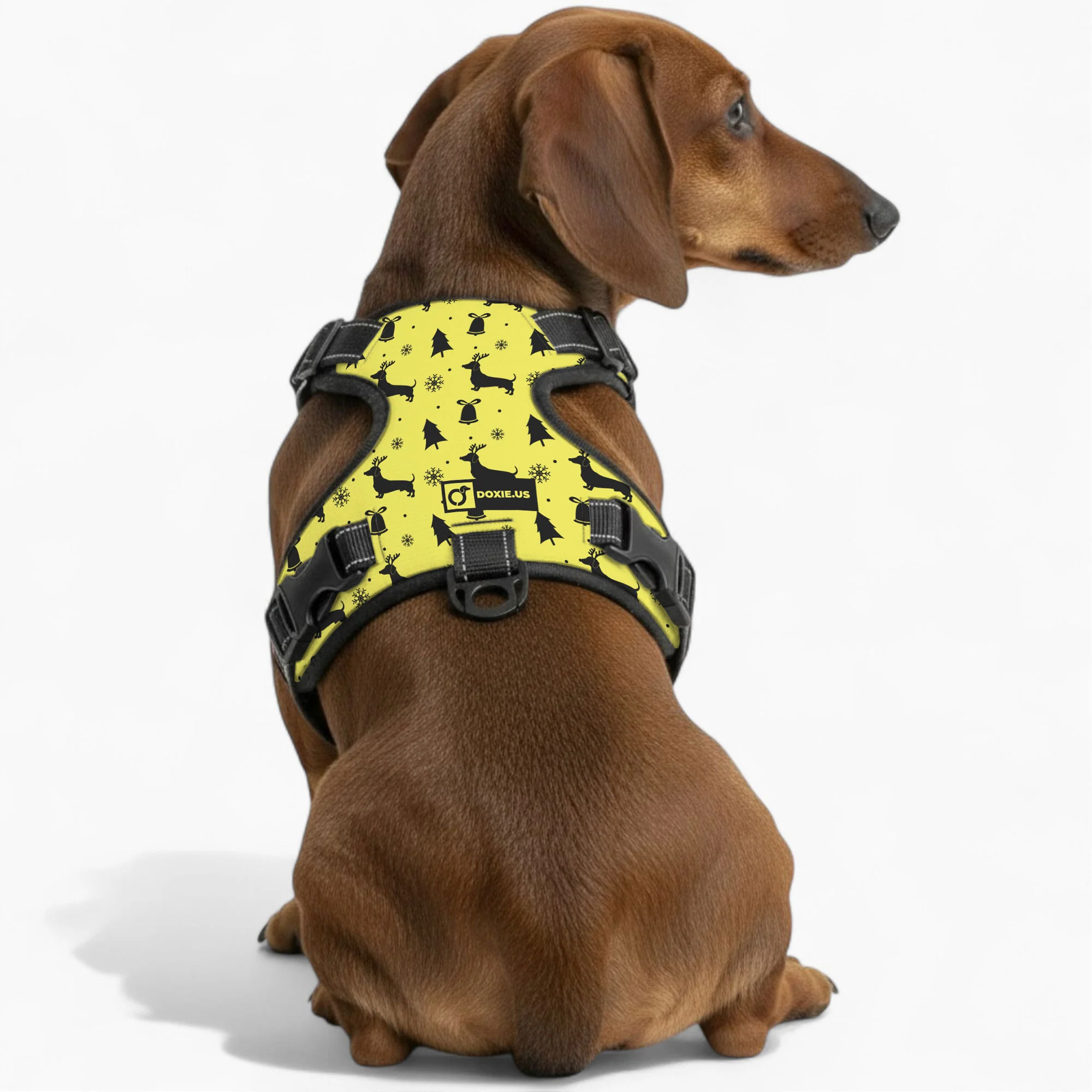 Gilbert -  No-Pull Dachshund Dog Harness - Image 3