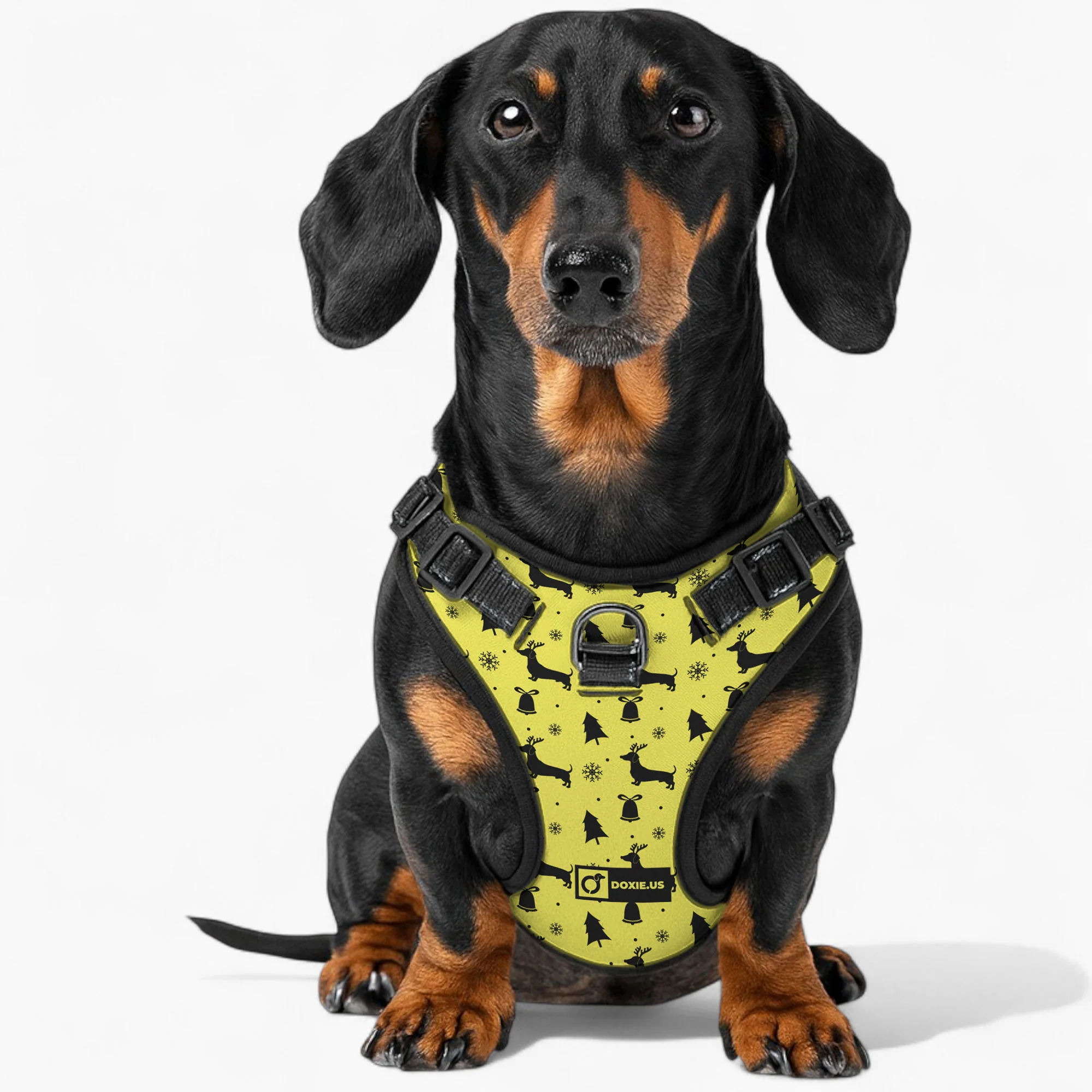 Gilbert -  No-Pull Dachshund Dog Harness - Image 4