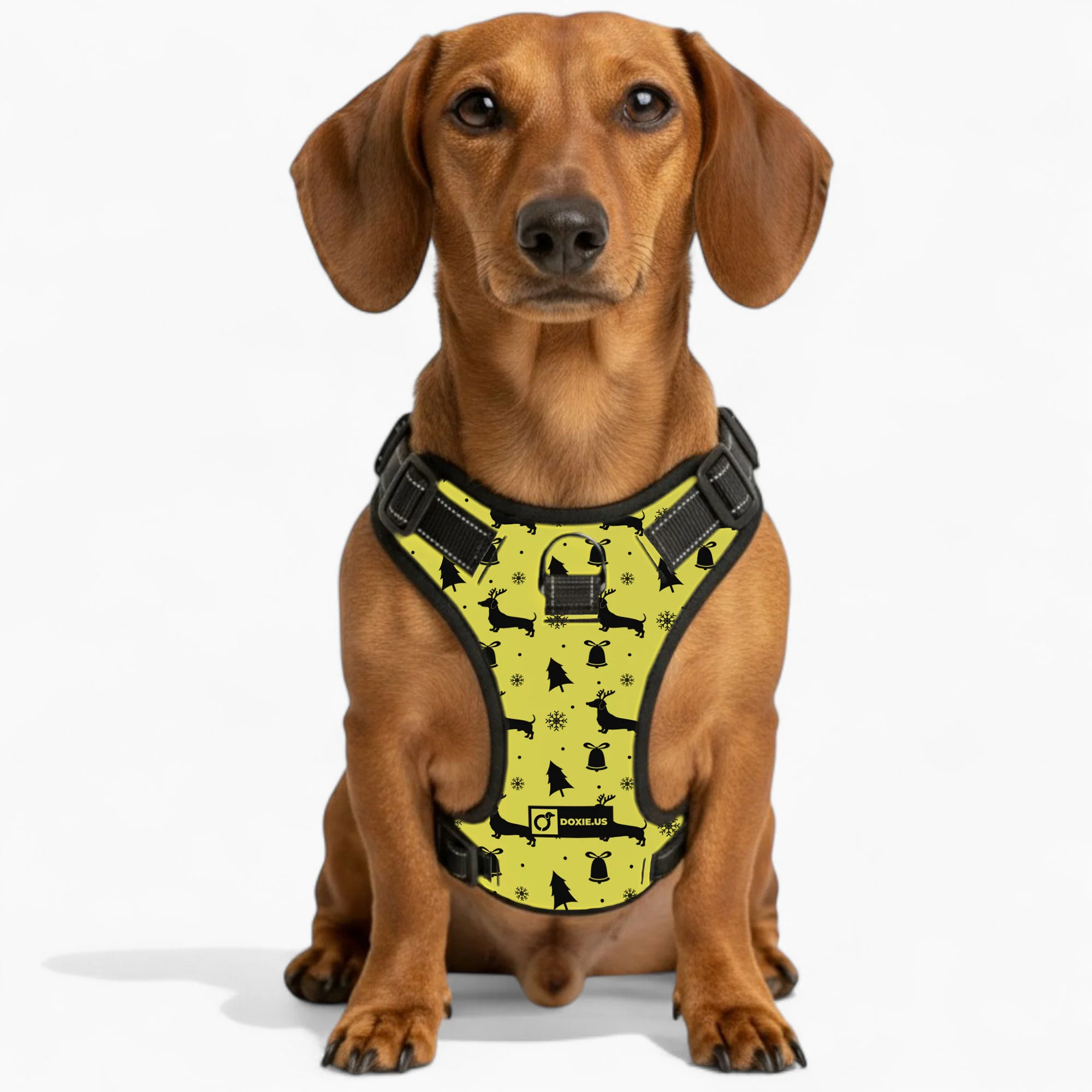Gilbert -  No-Pull Dachshund Dog Harness - Image 5