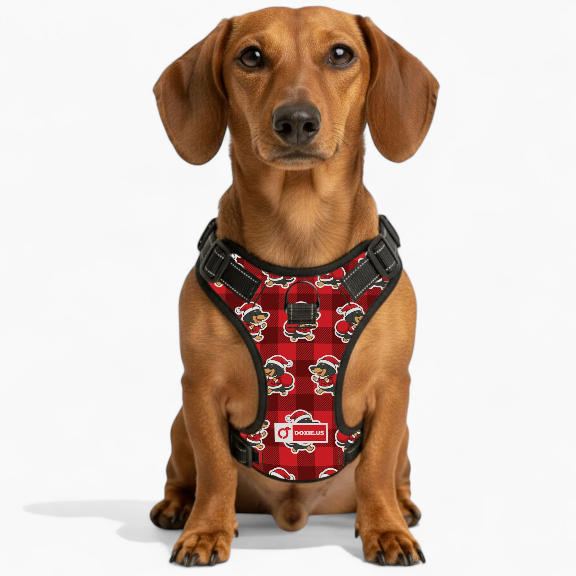 Tom -  No-Pull Dachshund Dog Harness - Image 3