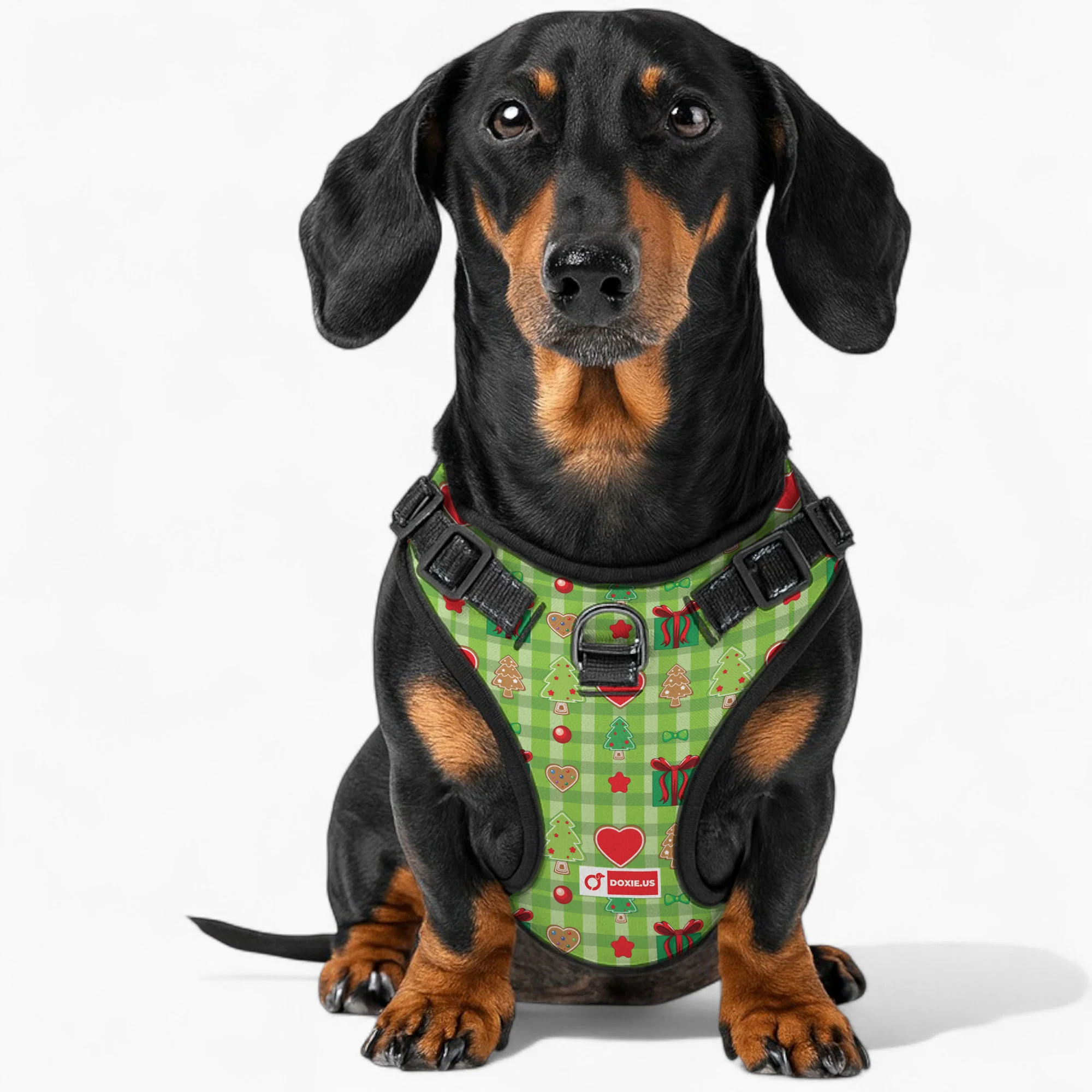 Alex -  No-Pull Dachshund Dog Harness - Image 3