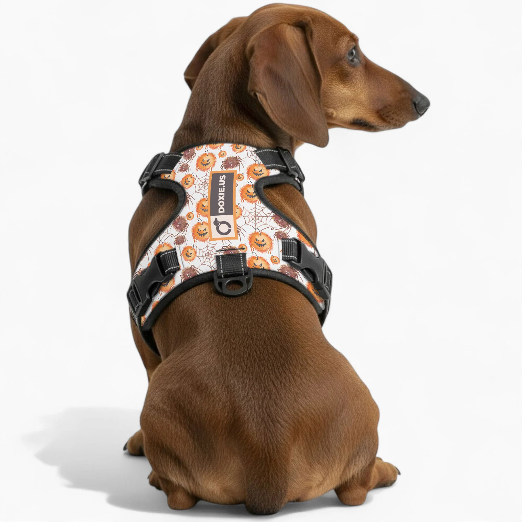 Chloe -  No-Pull Dachshund Dog Harness - Image 3