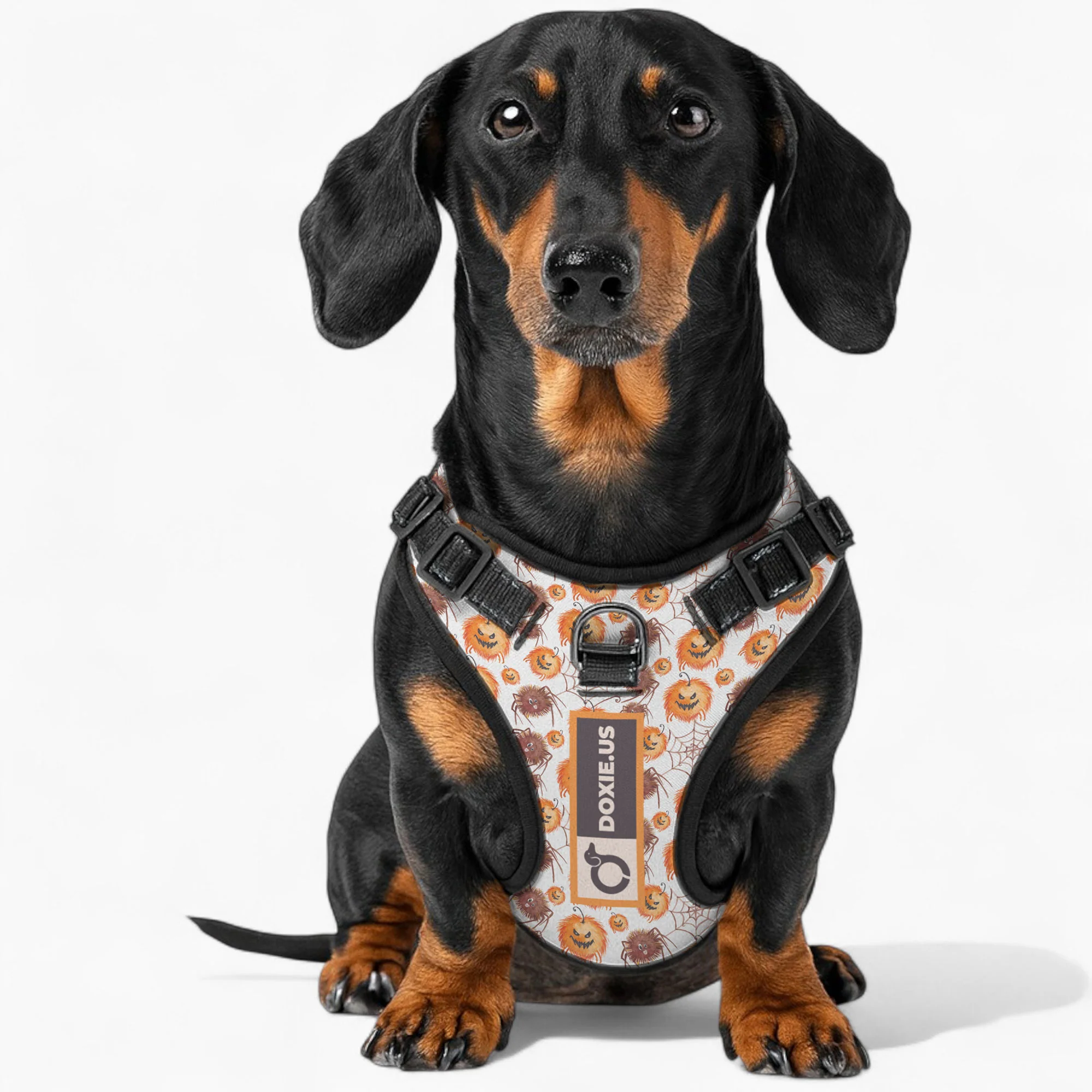 Chloe -  No-Pull Dachshund Dog Harness - Image 4