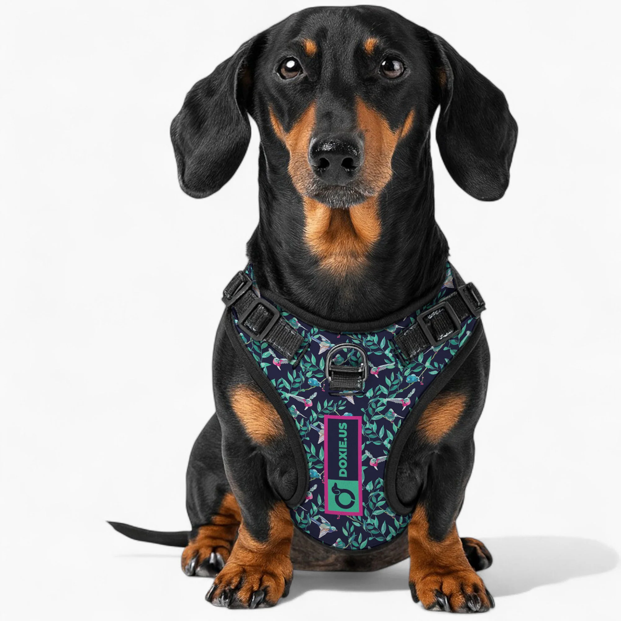 Sophie -  No-Pull Dachshund Dog Harness - Image 3