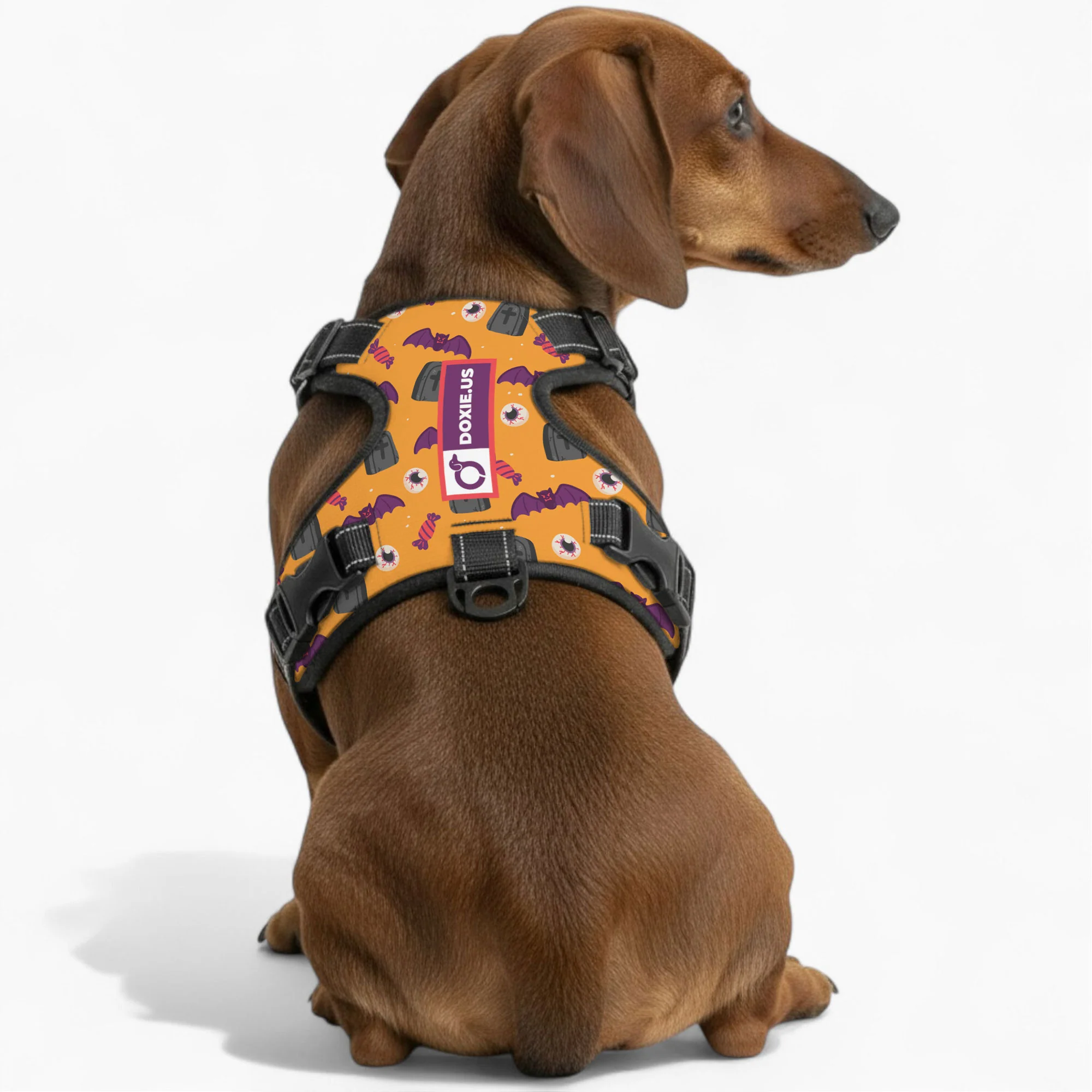 Maggie -  No-Pull Dachshund Dog Harness - Image 4