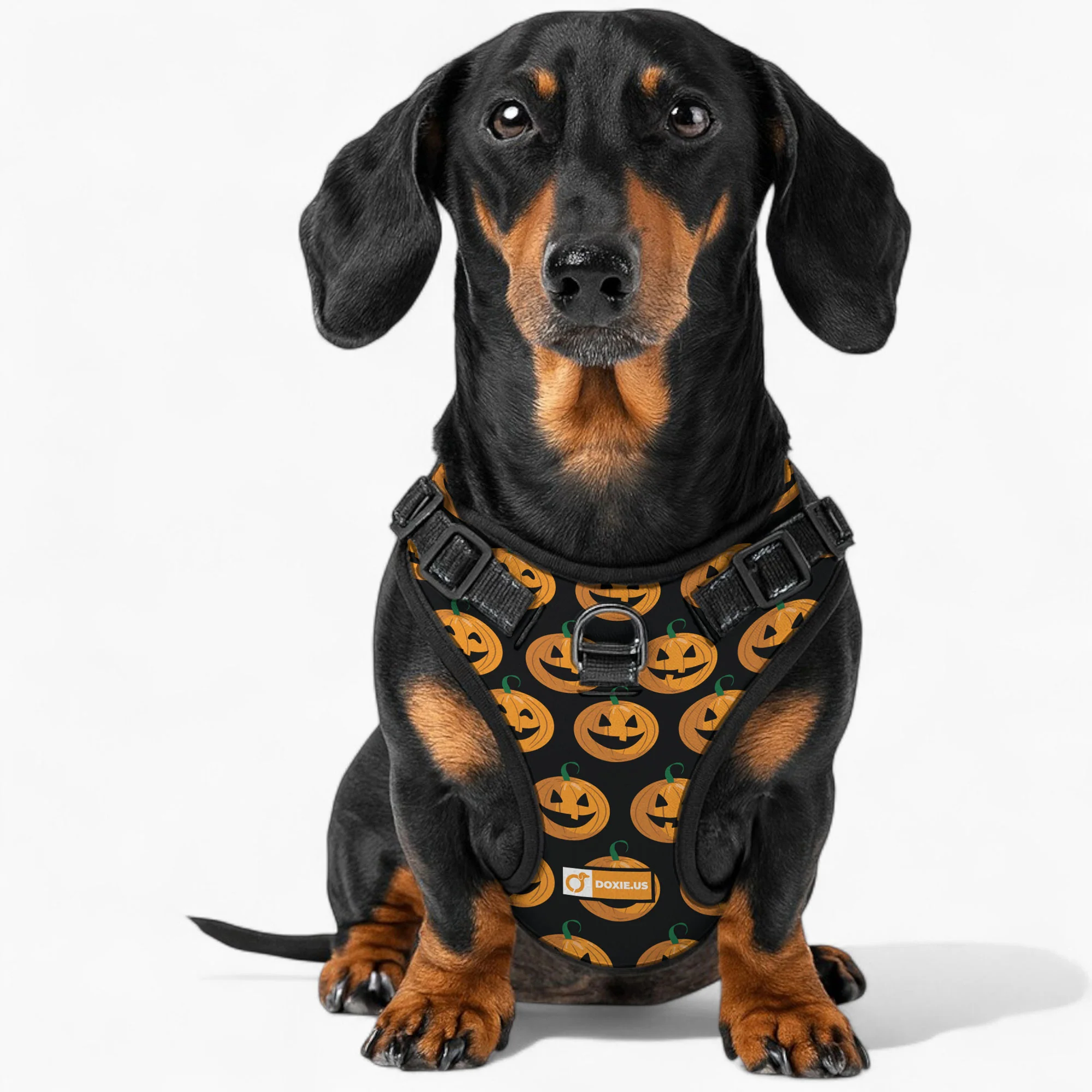 Stella -  No-Pull Dachshund Dog Harness - Image 3