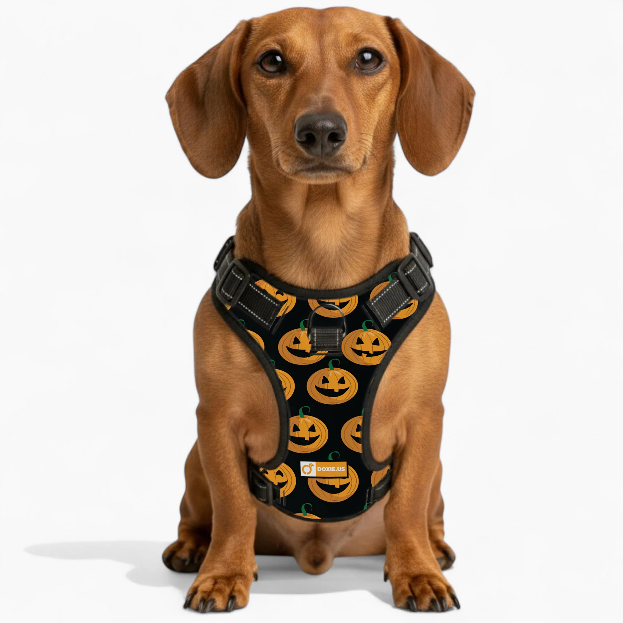 Stella -  No-Pull Dachshund Dog Harness - Image 5