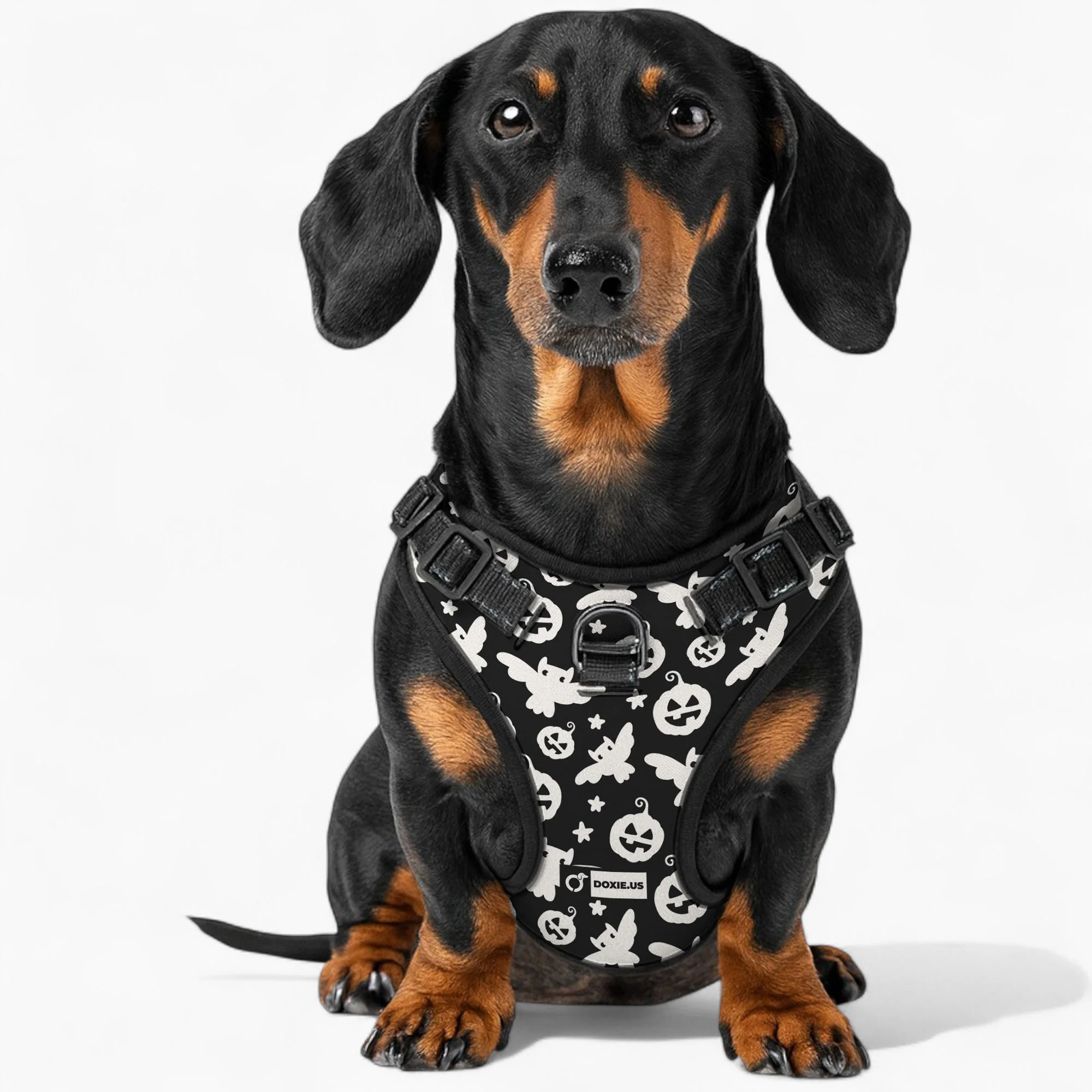 Poppy -  No-Pull Dachshund Dog Harness - Image 3