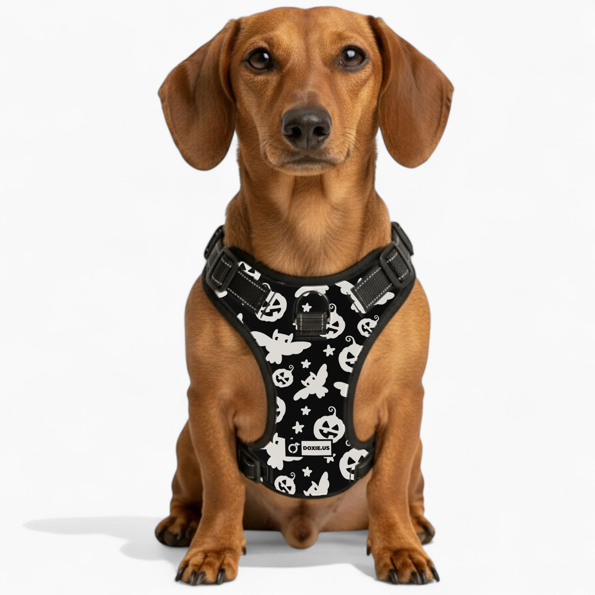 Poppy -  No-Pull Dachshund Dog Harness - Image 4