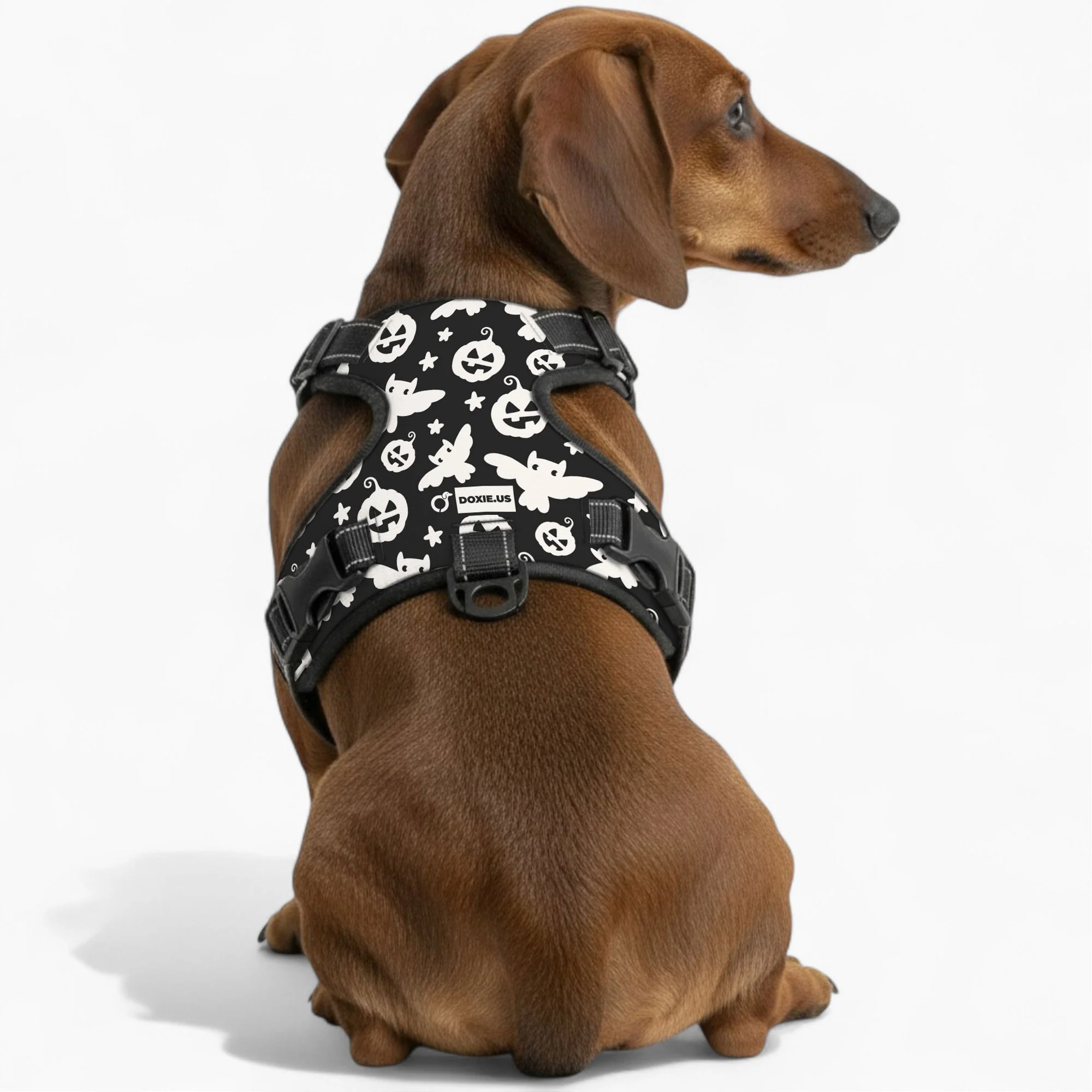 Poppy -  No-Pull Dachshund Dog Harness - Image 5