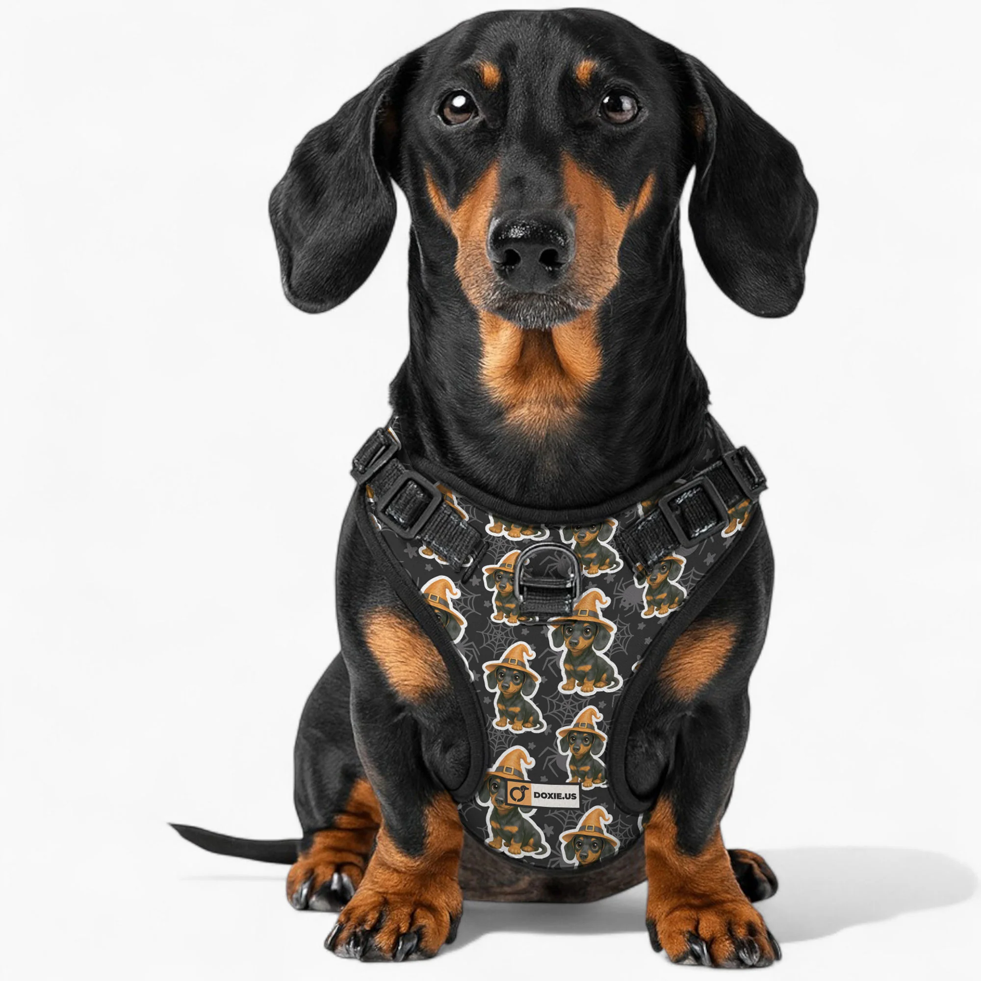 Roxy -  No-Pull Dachshund Dog Harness - Image 3