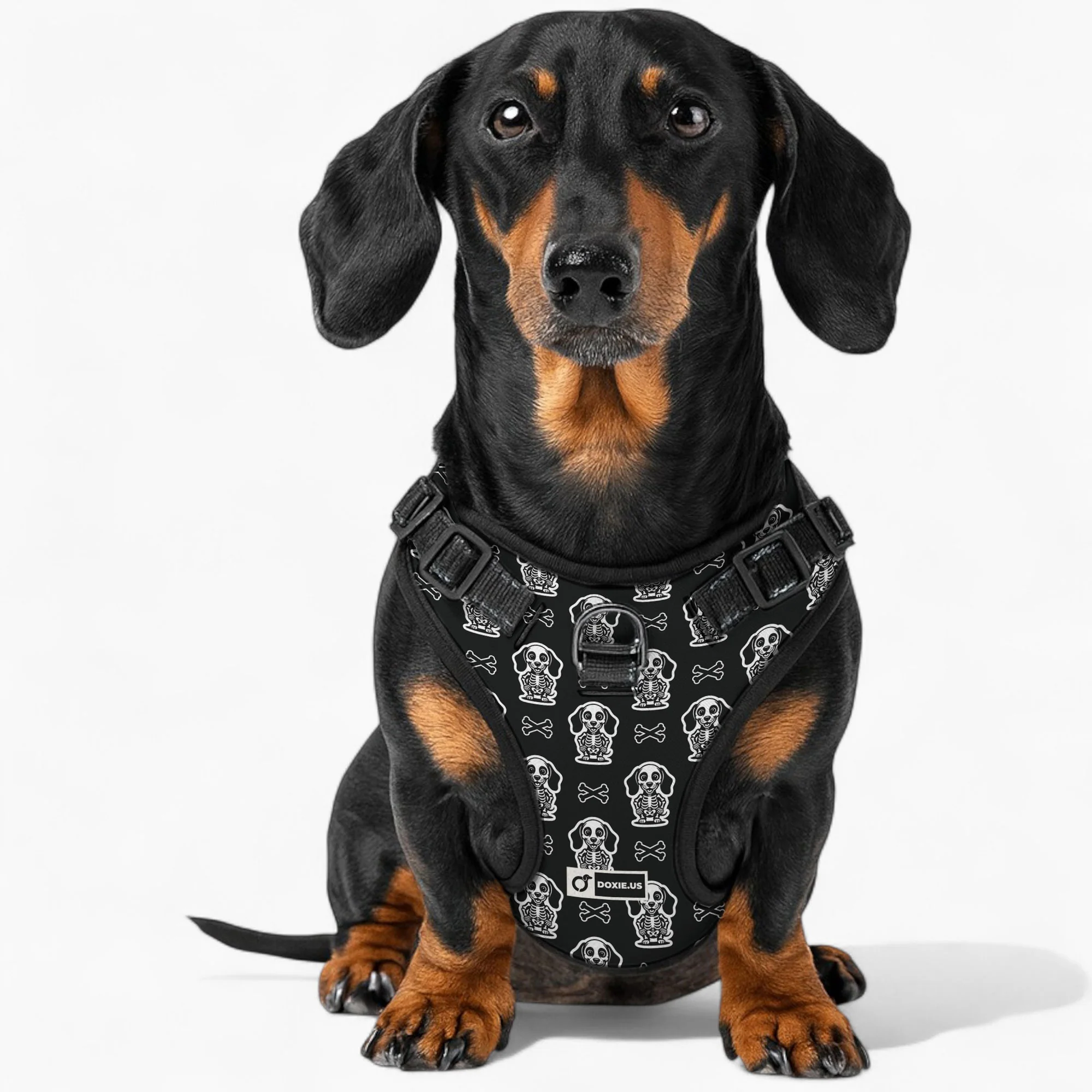 Ellie -  No-Pull Dachshund Dog Harness - Image 3