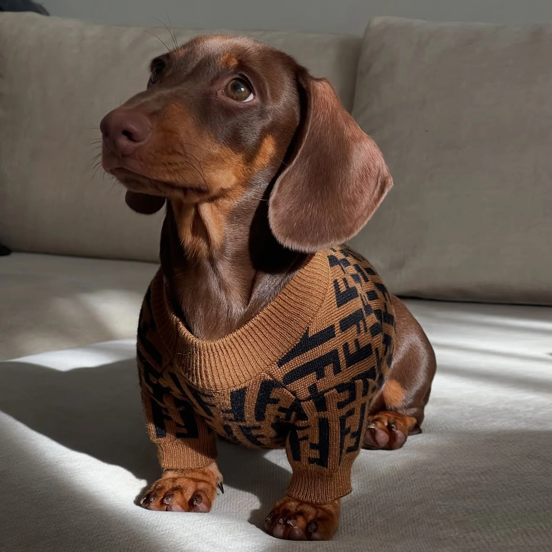 Luxury Dachshund Sweater - Image 6
