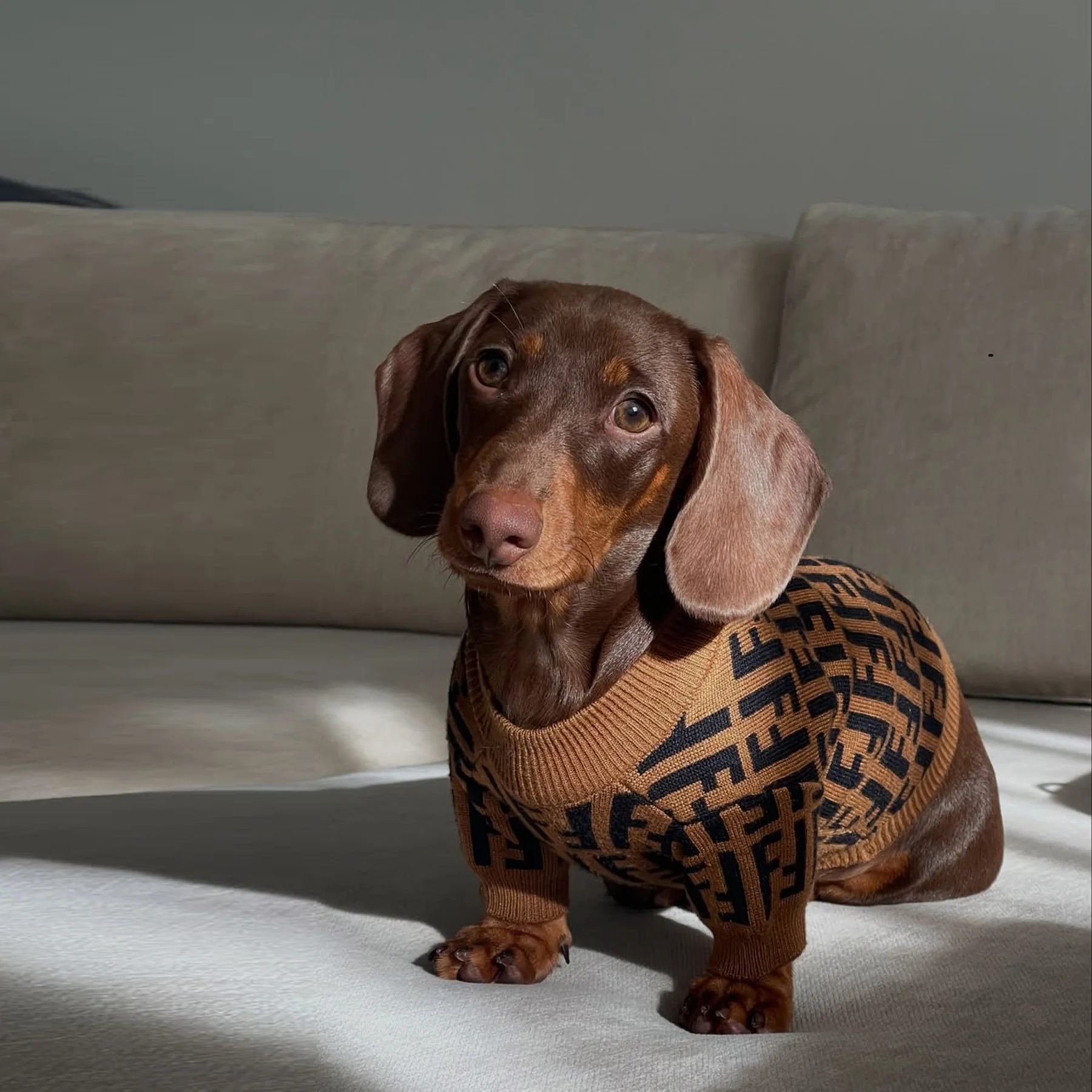 Luxury Dachshund Sweater - Image 7