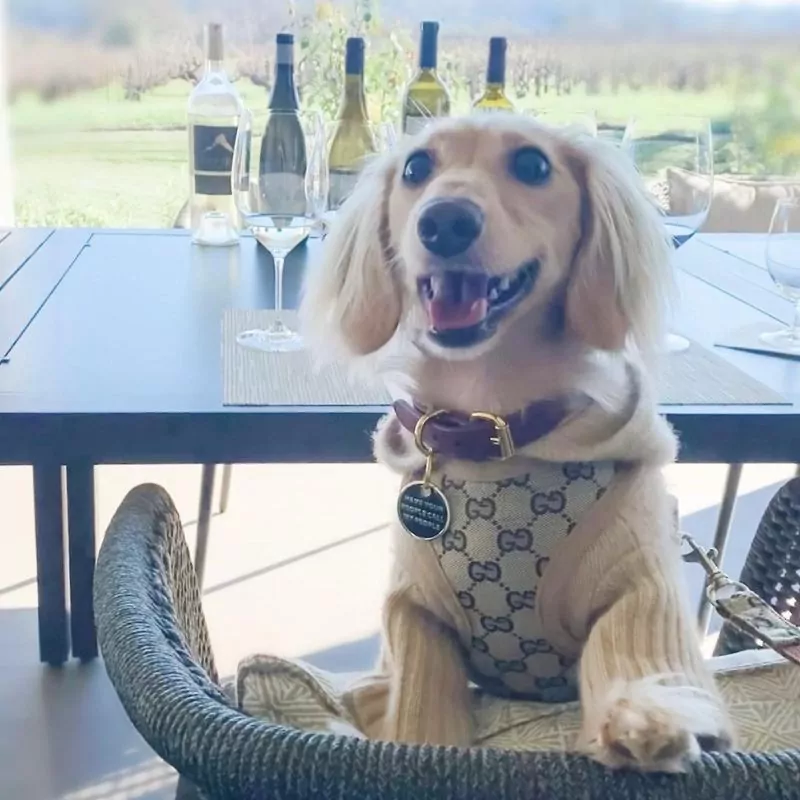 Premium Dachshund Harness and Leash Set - Image 8