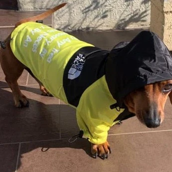 PupBreeze The Dog Face Dachshund Rain Jacket - Image 8