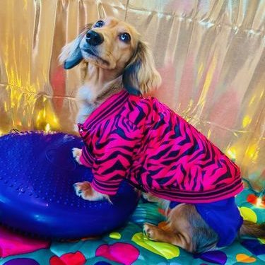 SafariDox Dachshund Jacket - Image 3