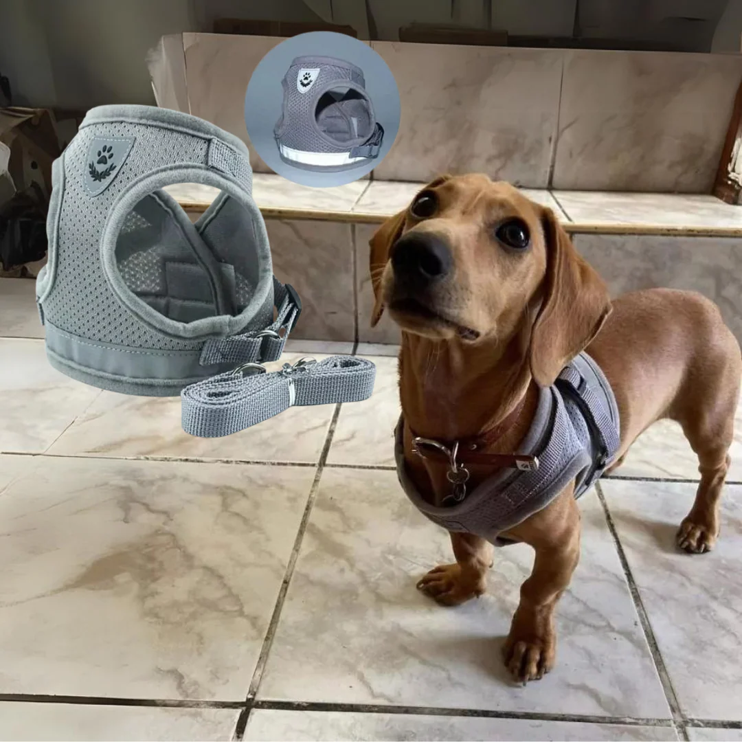 ShinePup Dachshund Reflective Harness with Leash - Image 3