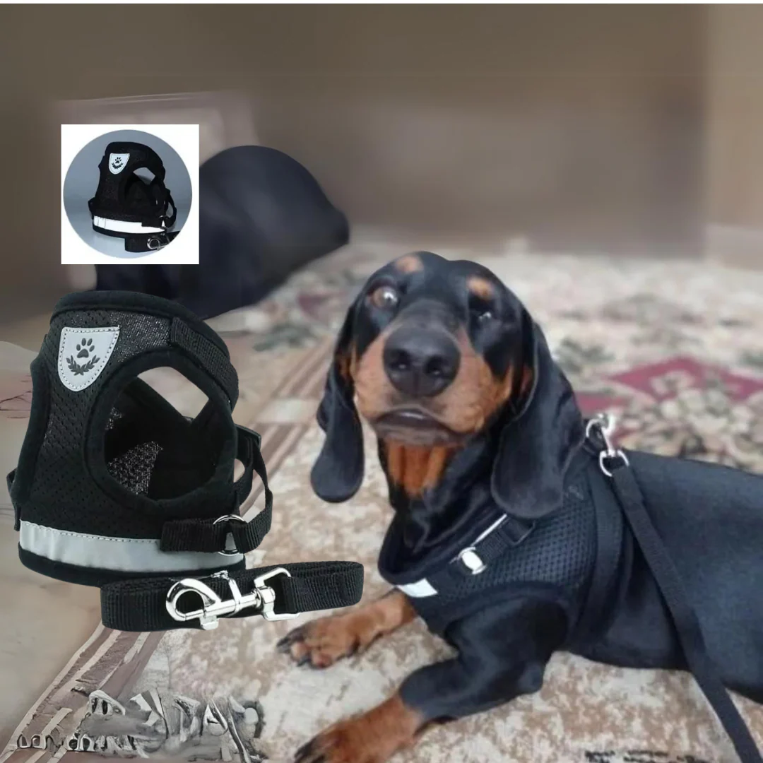 ShinePup Dachshund Reflective Harness with Leash - Image 4